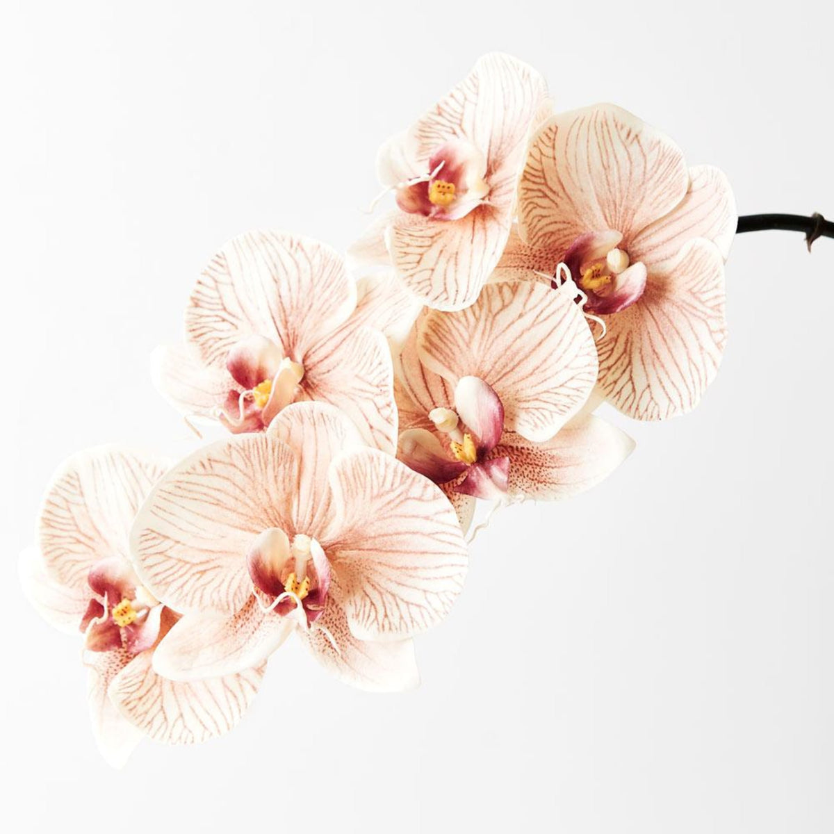 Floral Interiors Phalaenopsis Orchid Infused Stem 86cm Mocha