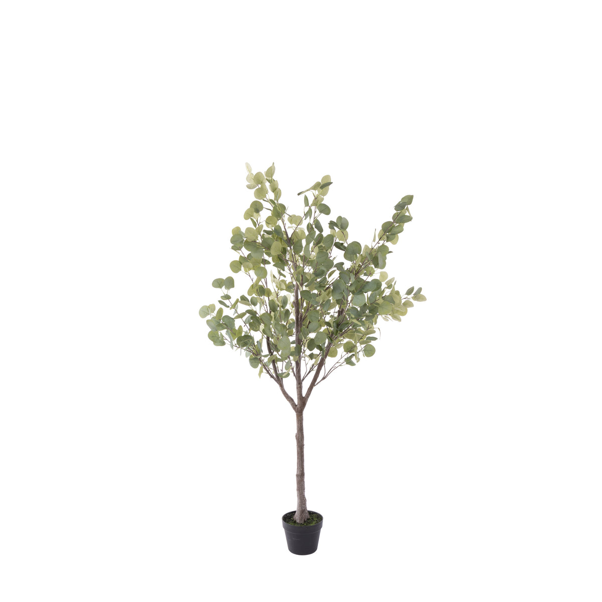 Rogue Eucalyptus Tree - Garden Pot 150cm