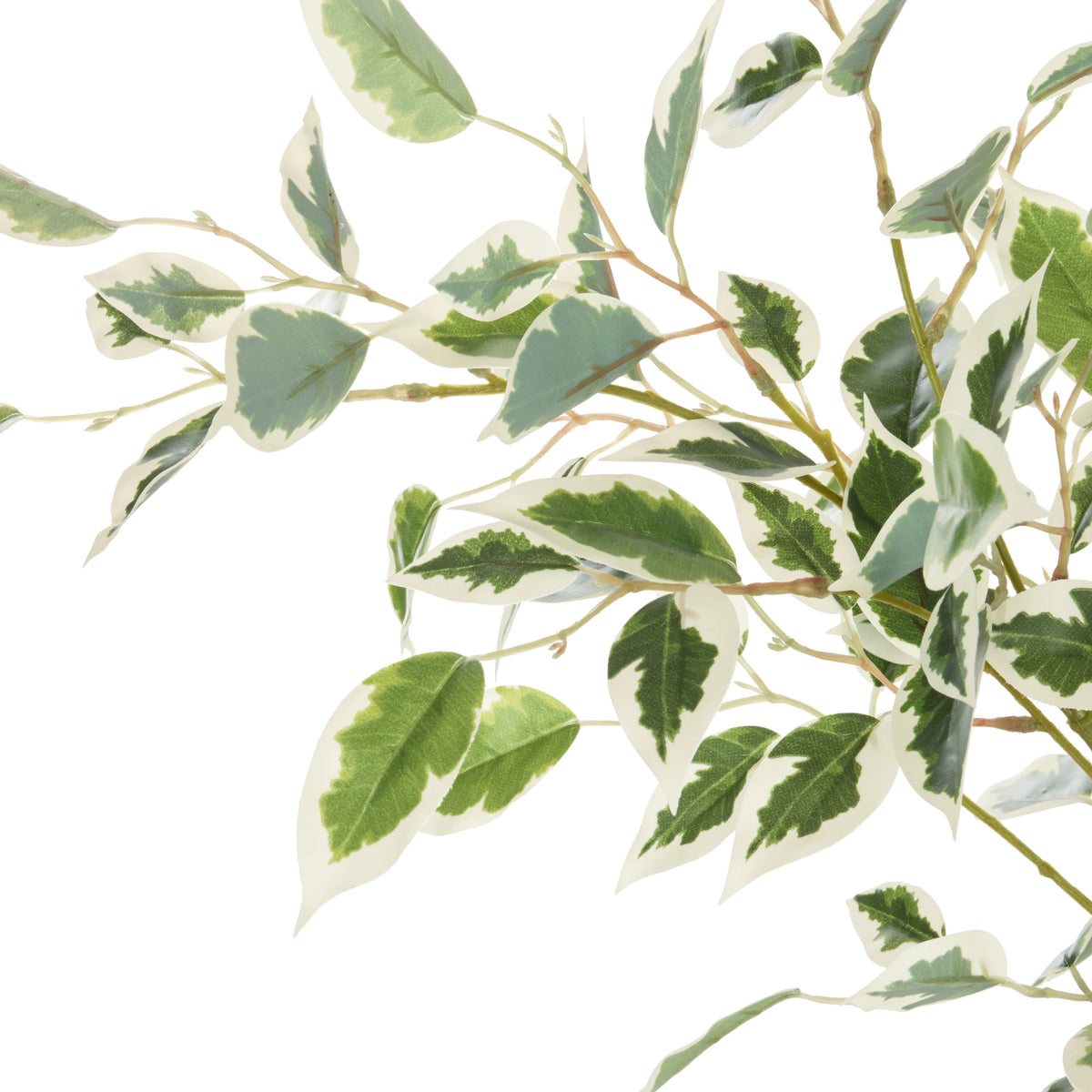 Rogue Ficus Tree Potted Green & White 180cm