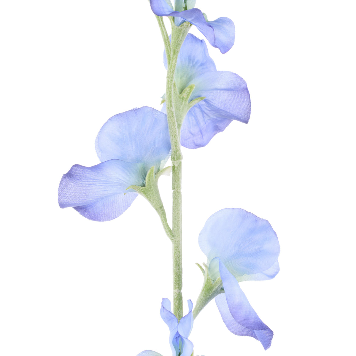 Rogue Sweet Pea Spray Blue