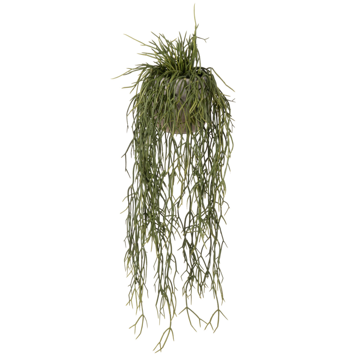 Rogue Mistletoe Cactus Pot 61cm