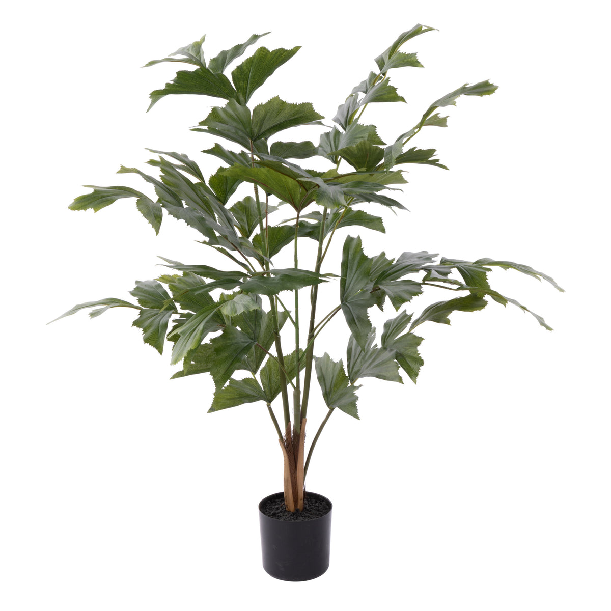 Rogue Caryota Palm Tree - Garden Pot 90cm
