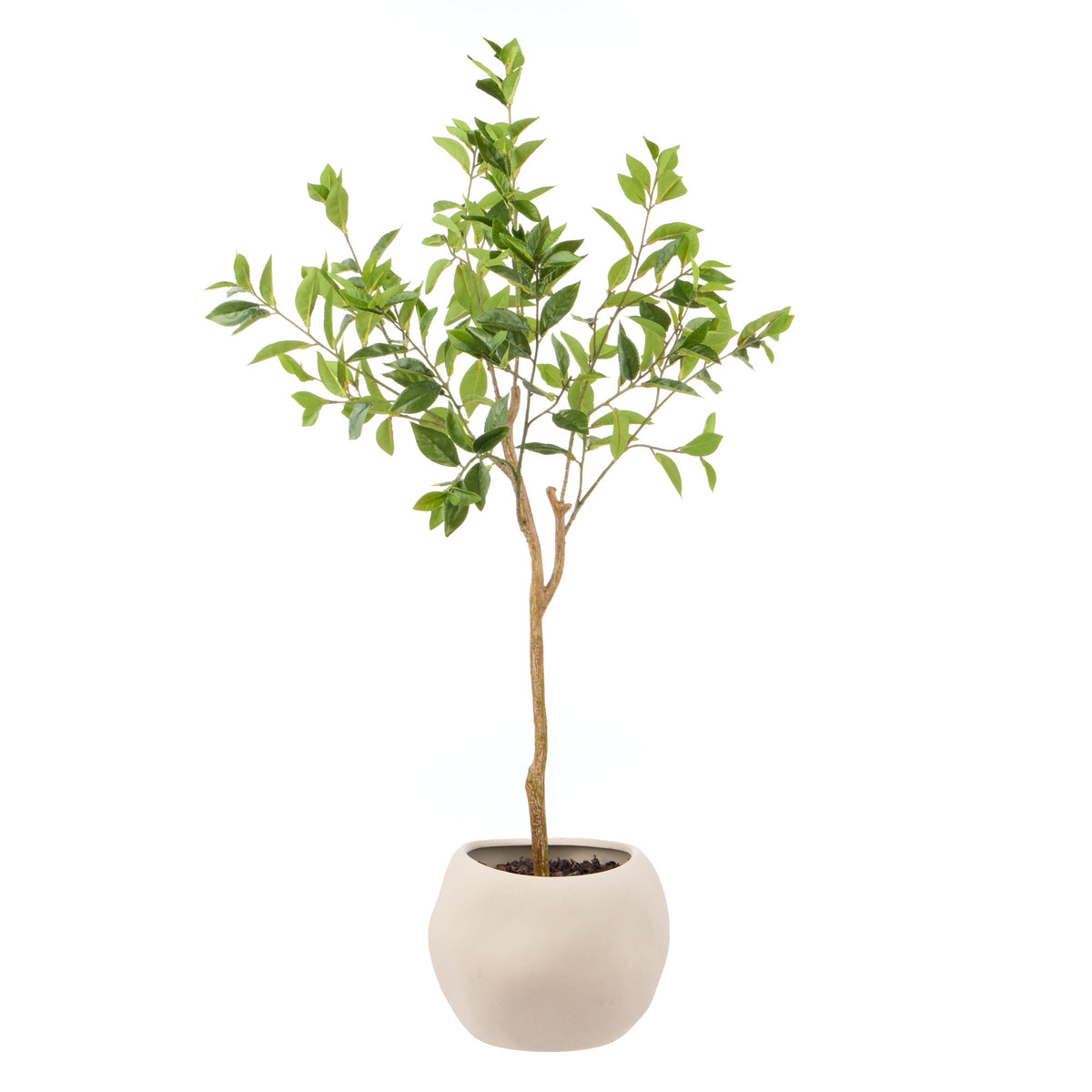 Rogue Ficus - Lyon Organic Bowl Planter Natural