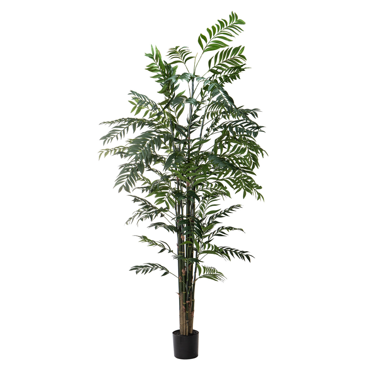 Rogue Deluxe Bamboo Palm 244cm