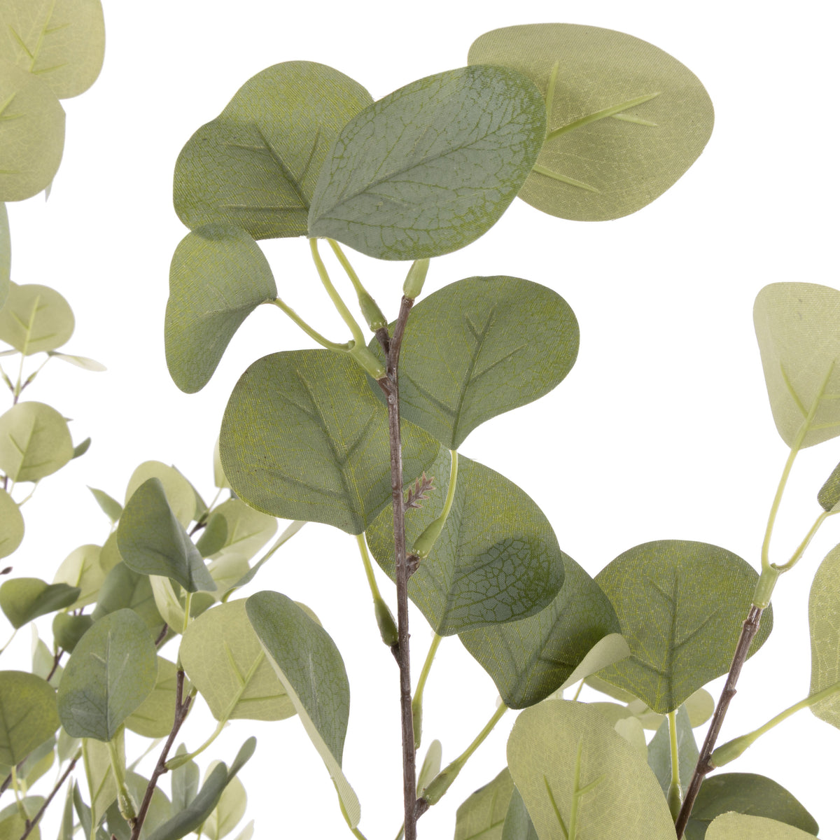 Rogue Eucalyptus Tree - Garden Pot 130cm