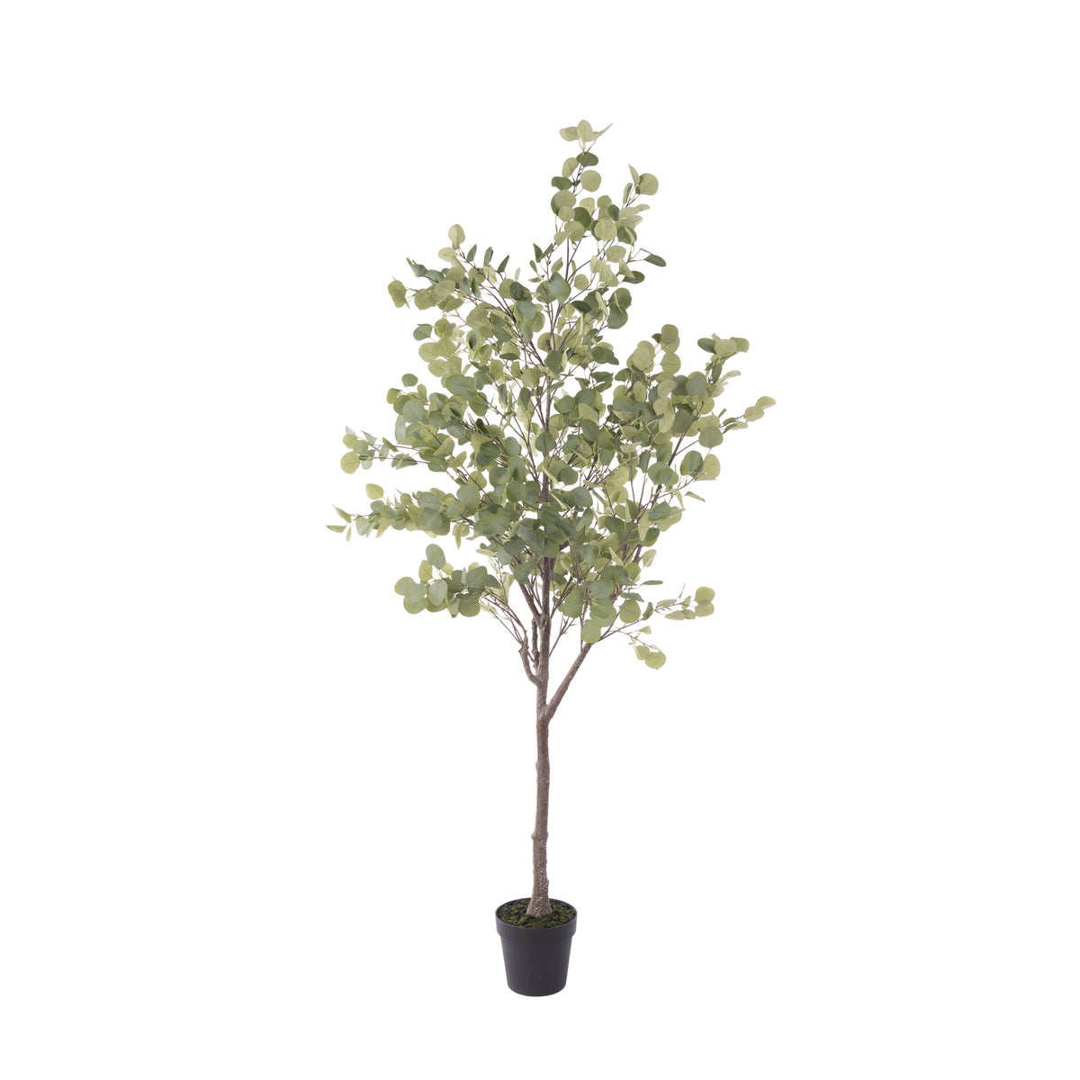 Rogue Eucalyptus Tree - Garden Pot 185cm