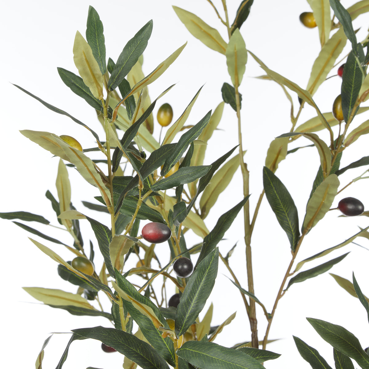 Rogue Olive Tree - Trillium Planter 164cm