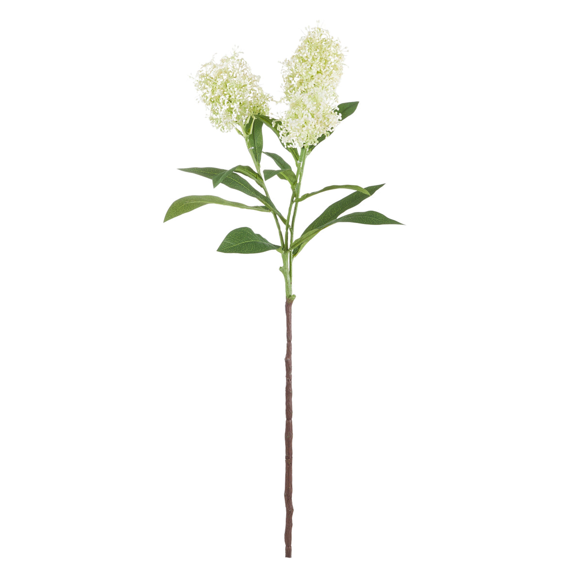 Rogue Skimmia Spray Cream