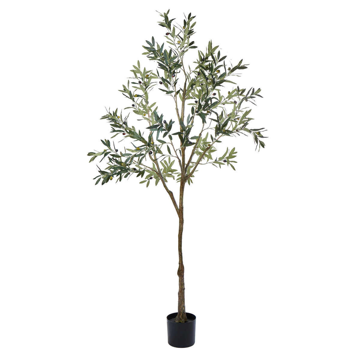 Rogue Olive Tree 213cm