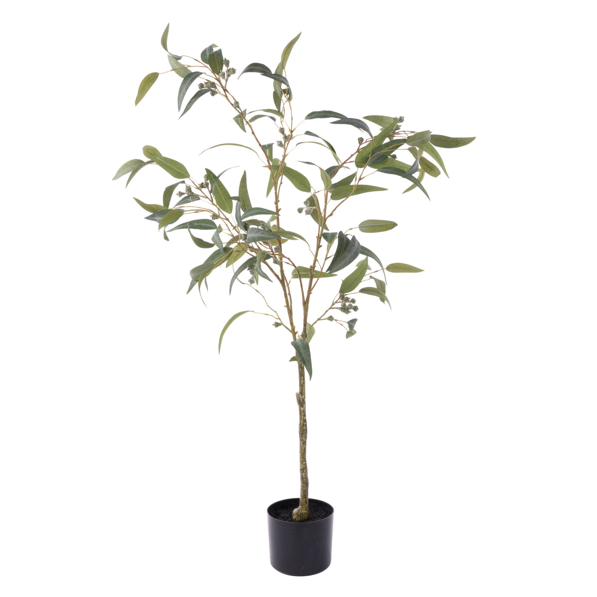 Rogue Eucalyptus Gumnut Tree - Garden Pot 120cm