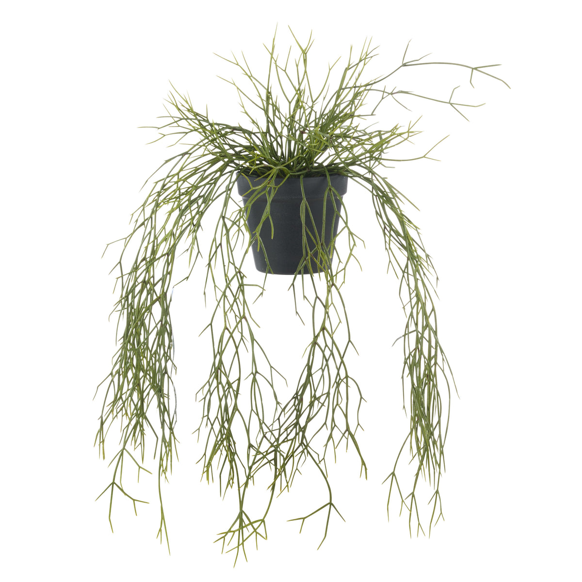 Rogue Mistletoe Cactus Hanging - Garden Pot Green