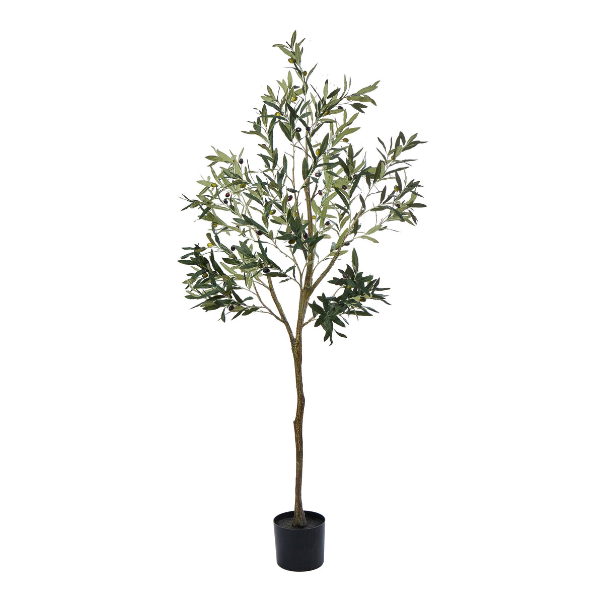 Rogue Olive Tree 183cm