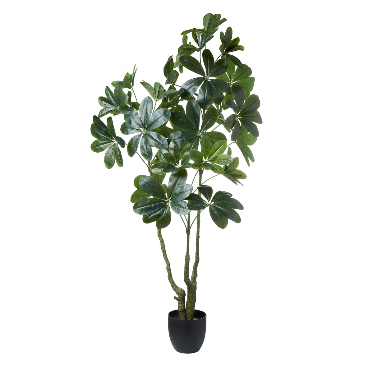 Rogue Umbrella Tree - Garden Pot