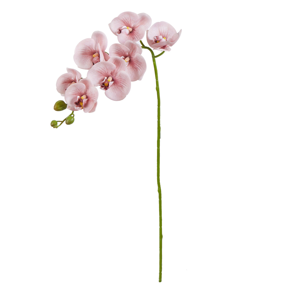 Rogue Phalaenopsis Orchid