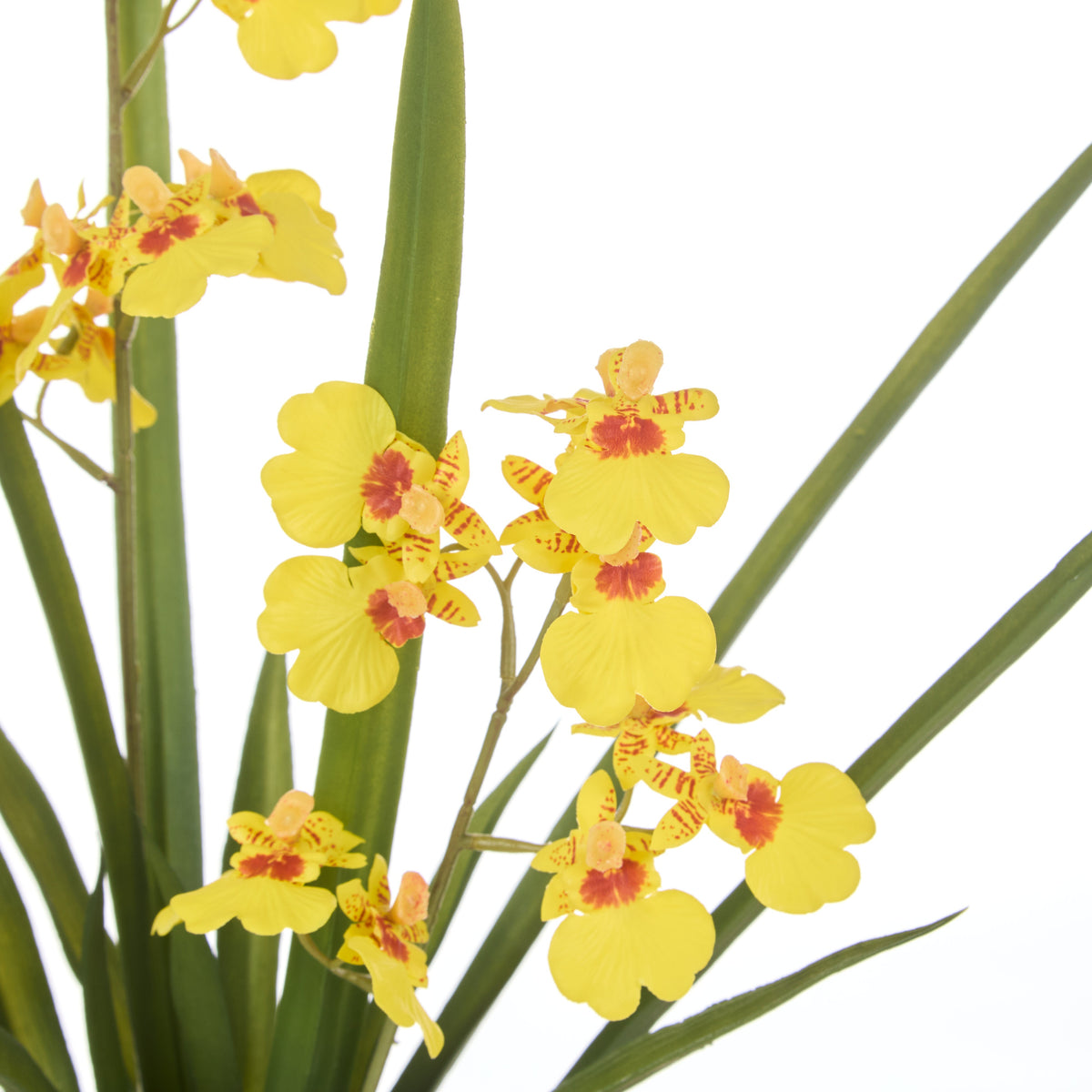 Rogue Dancing Orchid Pot 58cm