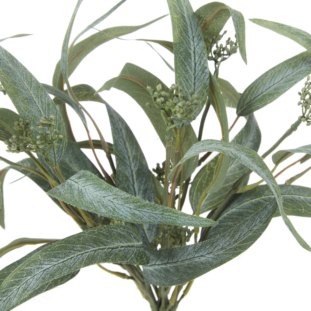 Rogue Eucalyptus Seeding Bunch