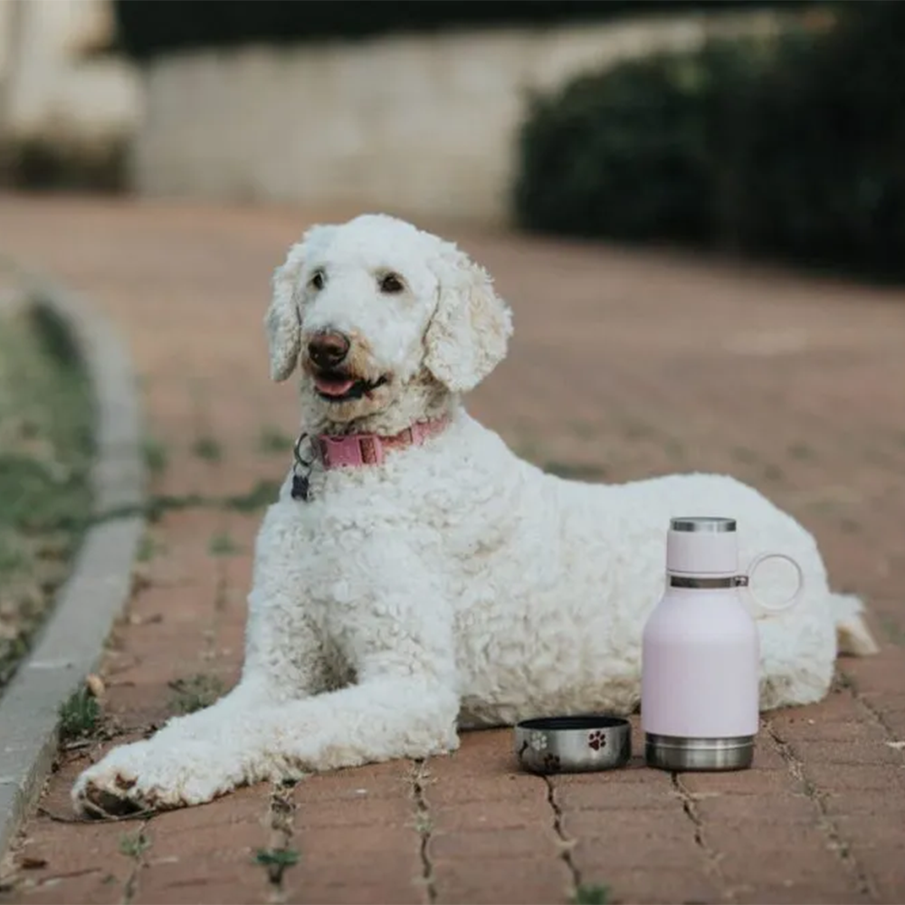 Asobu Stainless Steel Dog Bowl Bottle 975ml - Pink