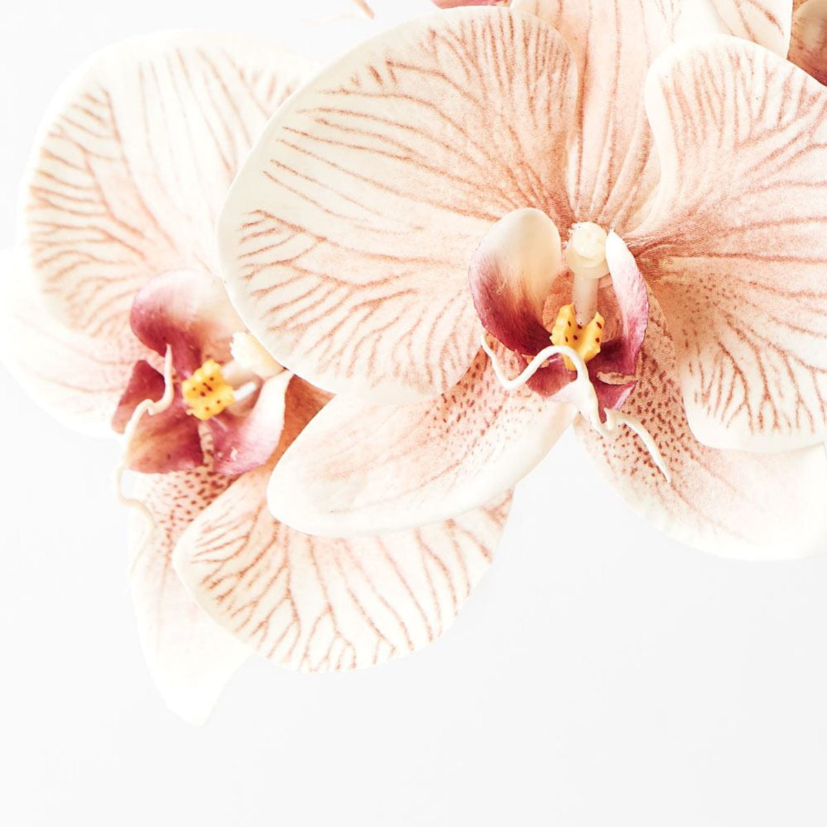Floral Interiors Phalaenopsis Orchid Infused Stem 86cm Mocha