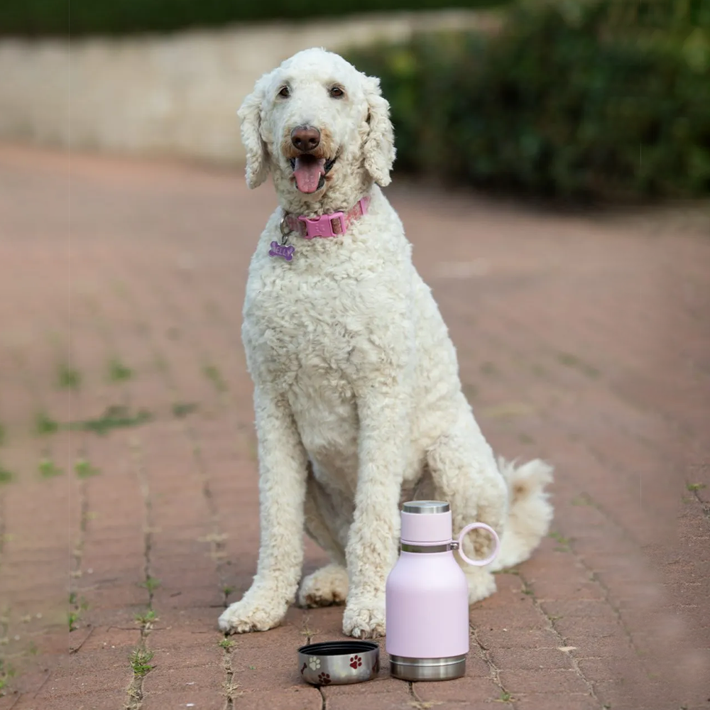 Asobu Stainless Steel Dog Bowl Bottle 975ml - Pink