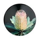 Ashdene Native Grace Banksia Magnet