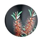 Ashdene Native Grace Bottlebrush Magnet