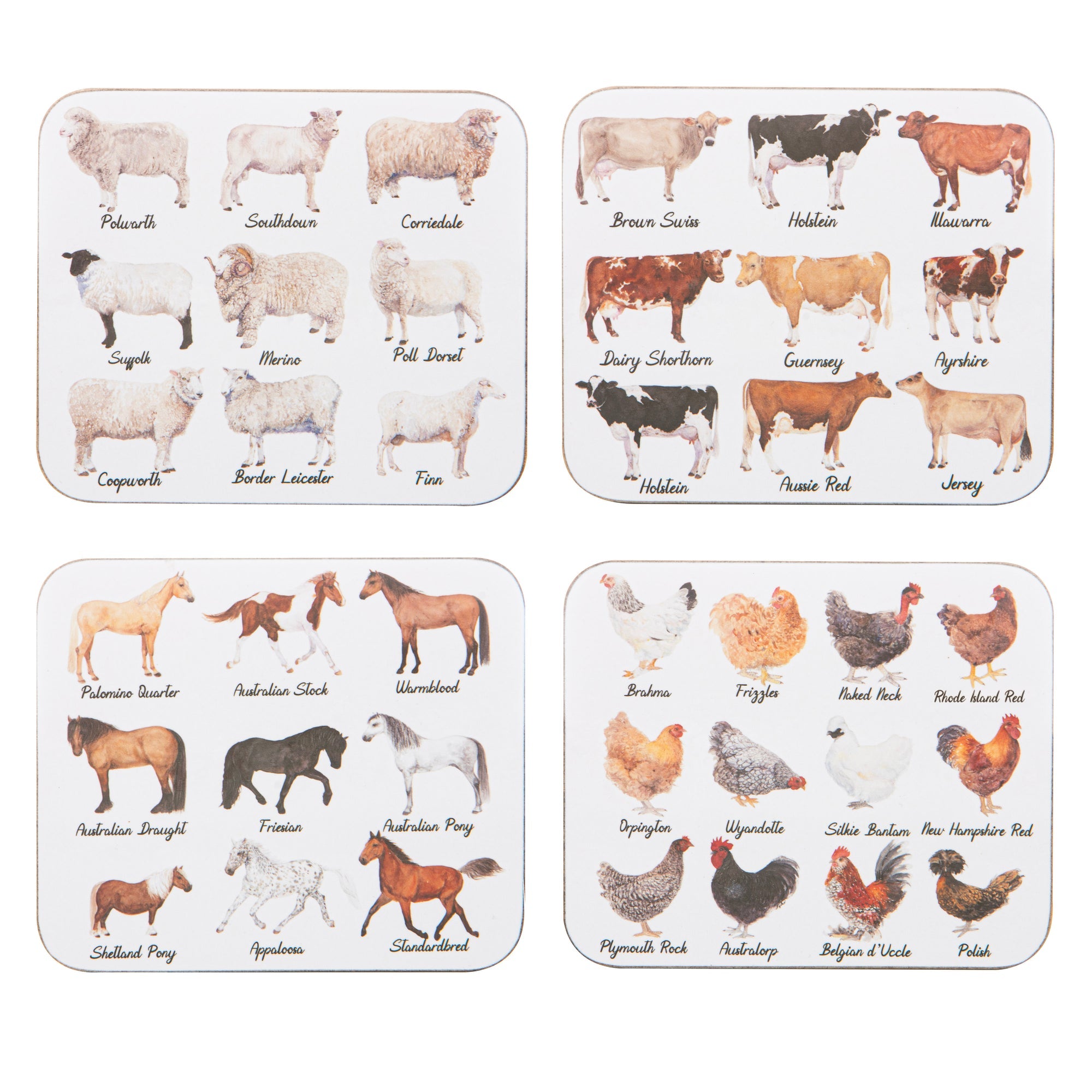 Ashdene Best In Breed 4pk Assorted Coaster