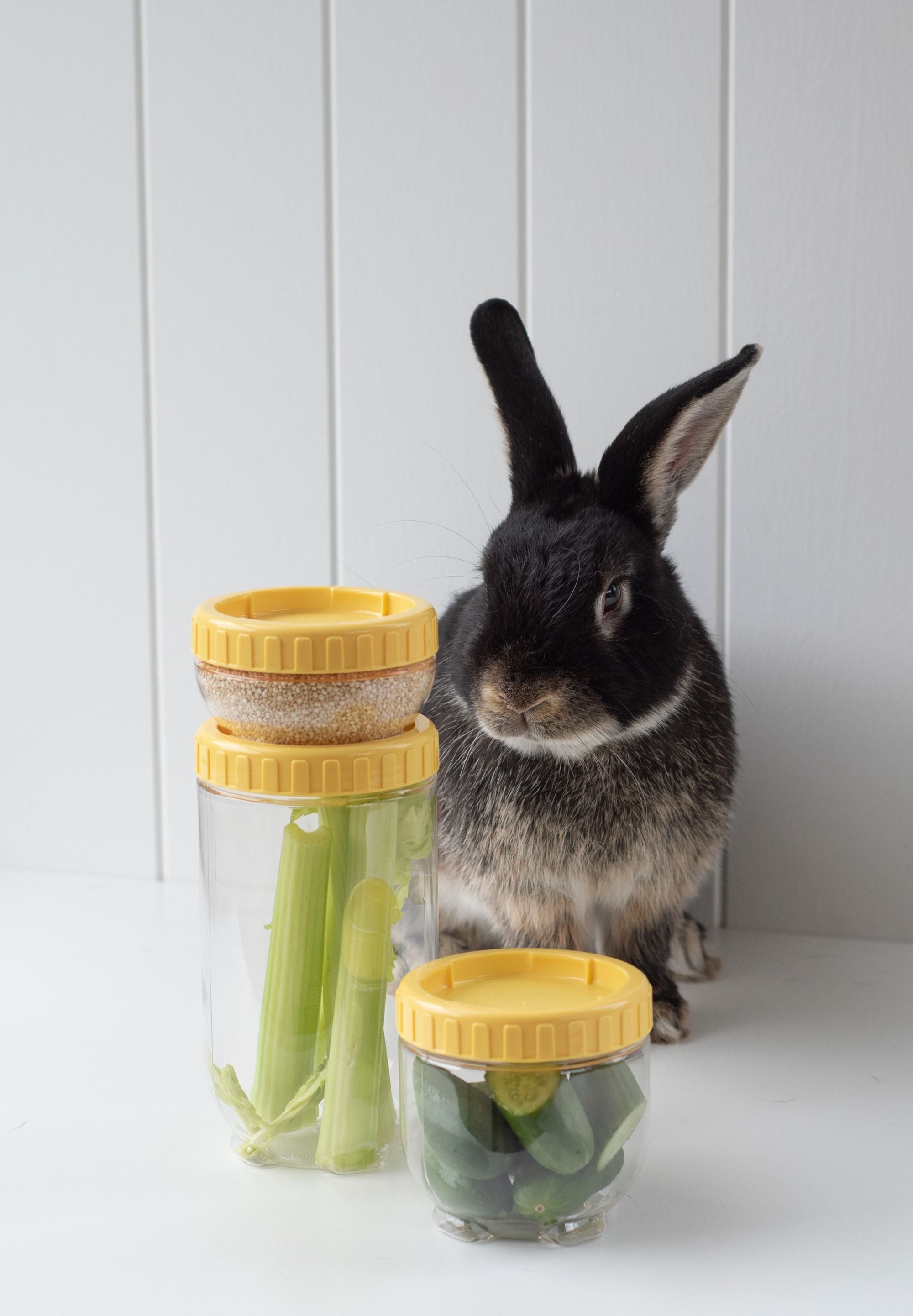 LocknLock Pet Interlock Storage 500ml