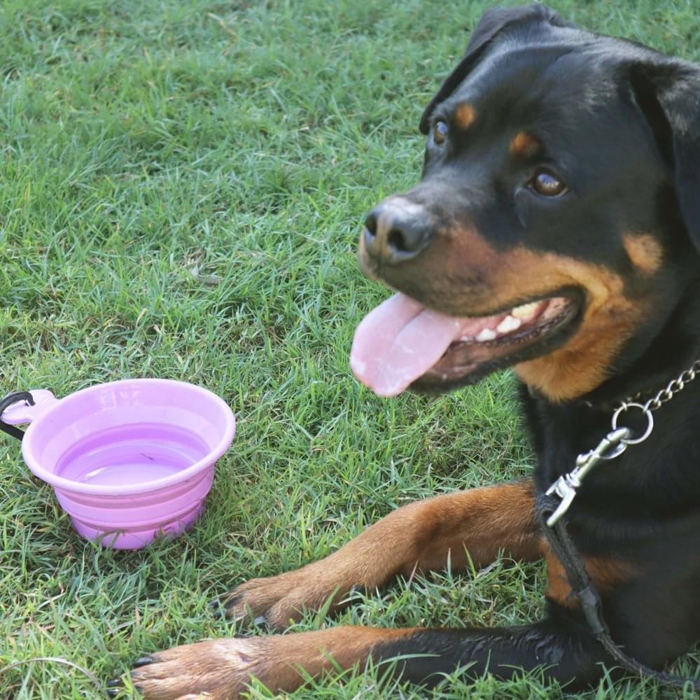 Collapsible Travel Bowl