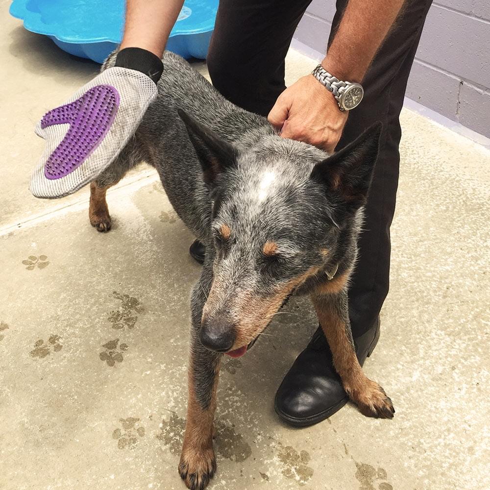 Eco Cloth Grooming Glove