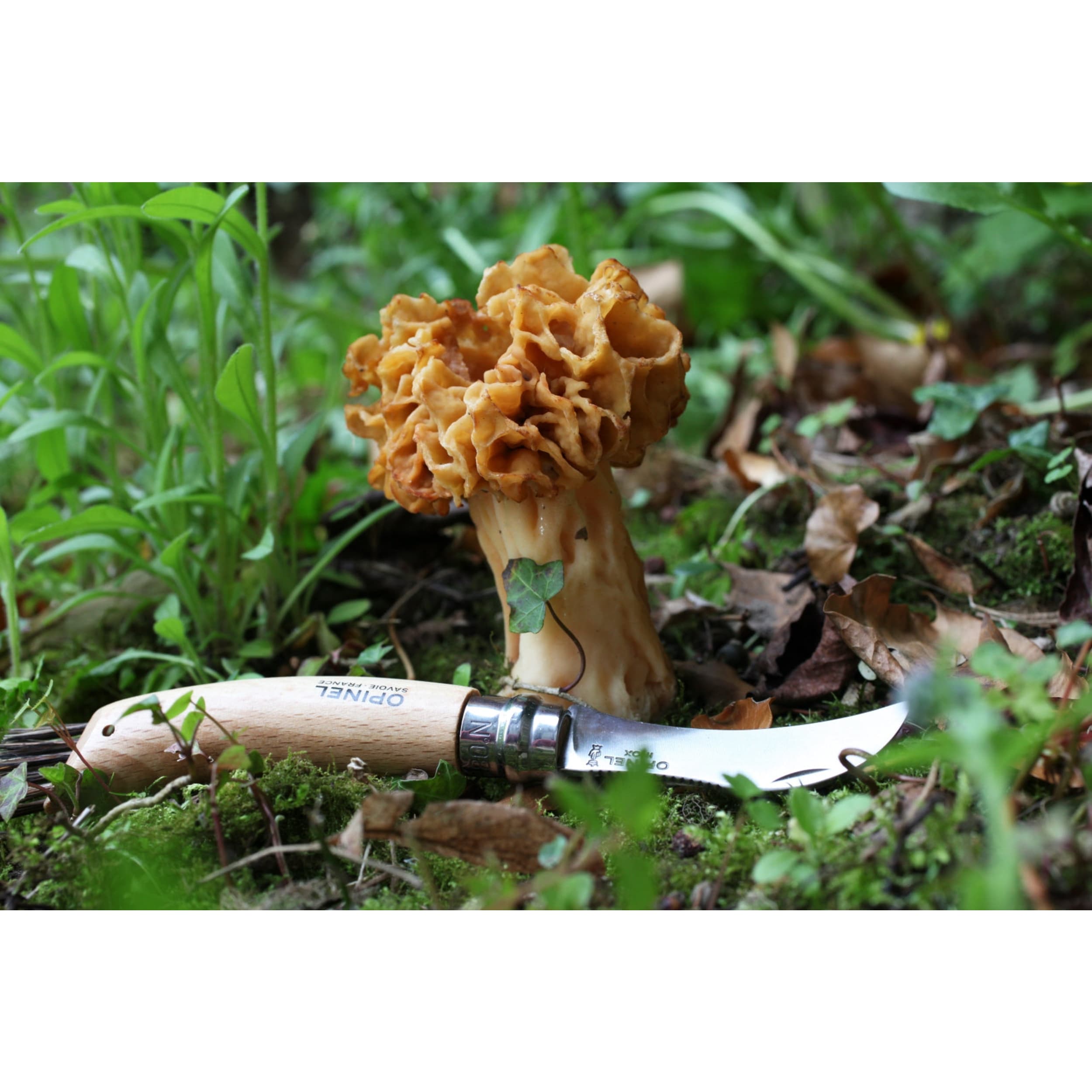 Opinel No.08 Mushroom Knife & Sheath Gift Set Beech