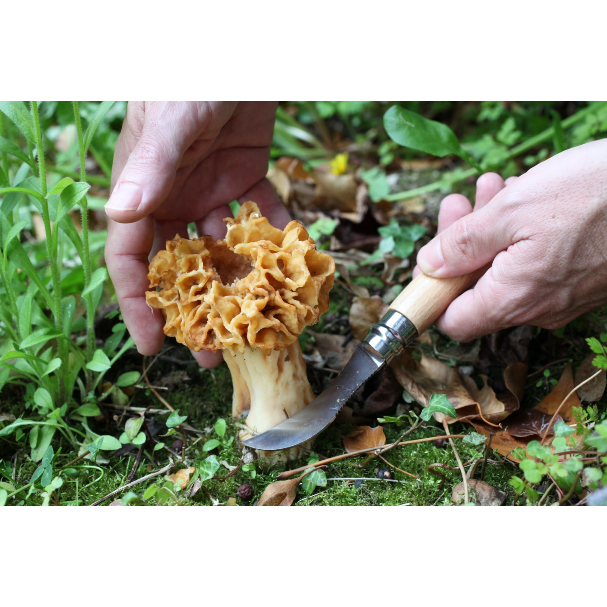 Opinel No.08 Mushroom Knife & Sheath Gift Set Beech