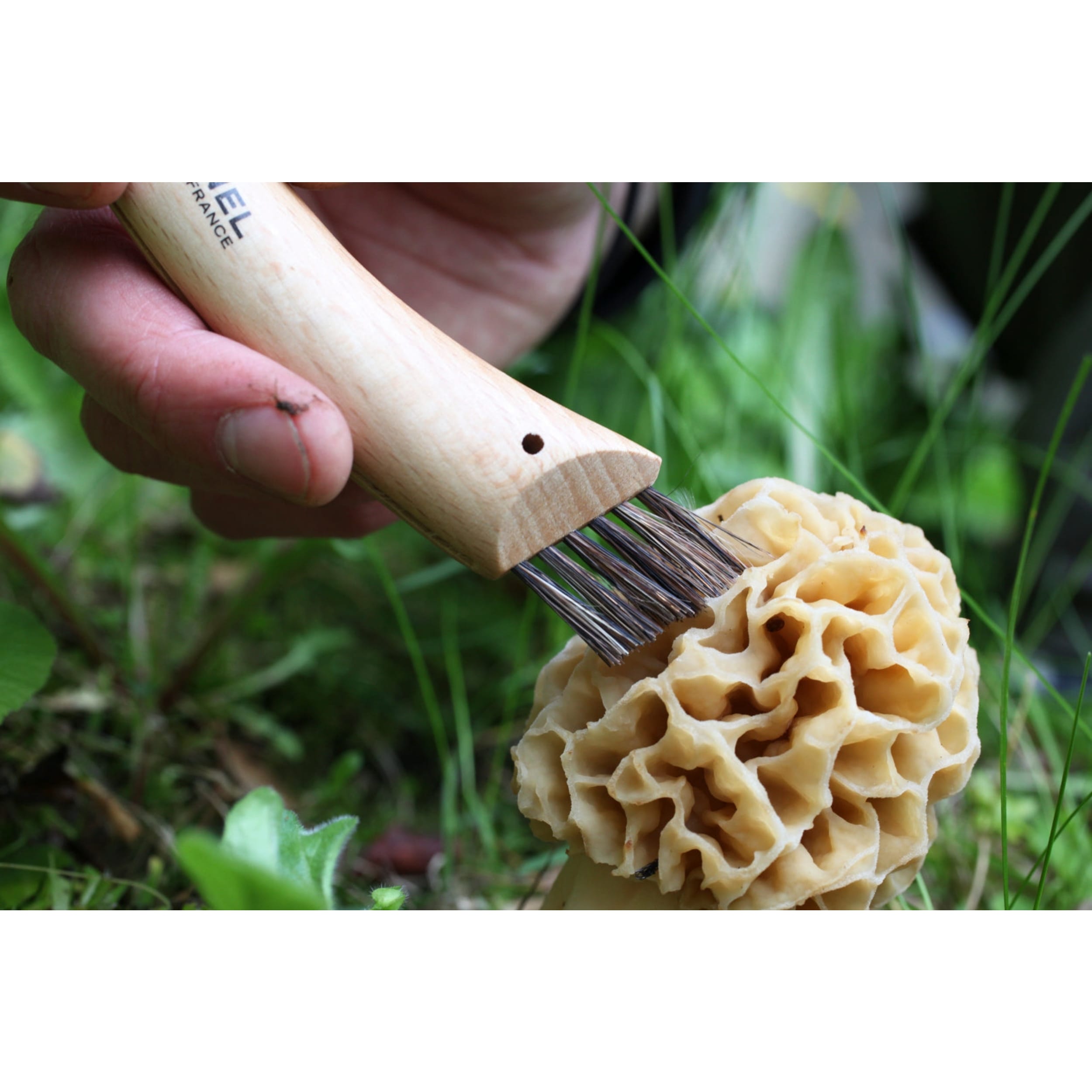 Opinel No.08 Mushroom Knife Beech