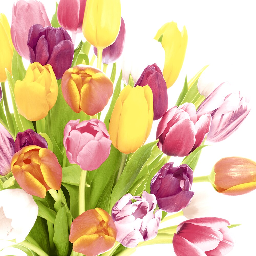 Paper+Design Luncheon Napkins – 20 Pack – Beautiful Tulips
