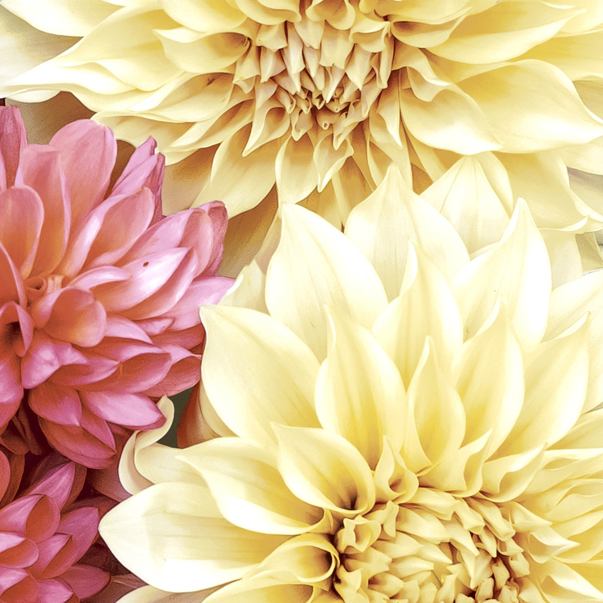 Paper+Design Luncheon Napkins – 20 Pack – Soft Dahlias