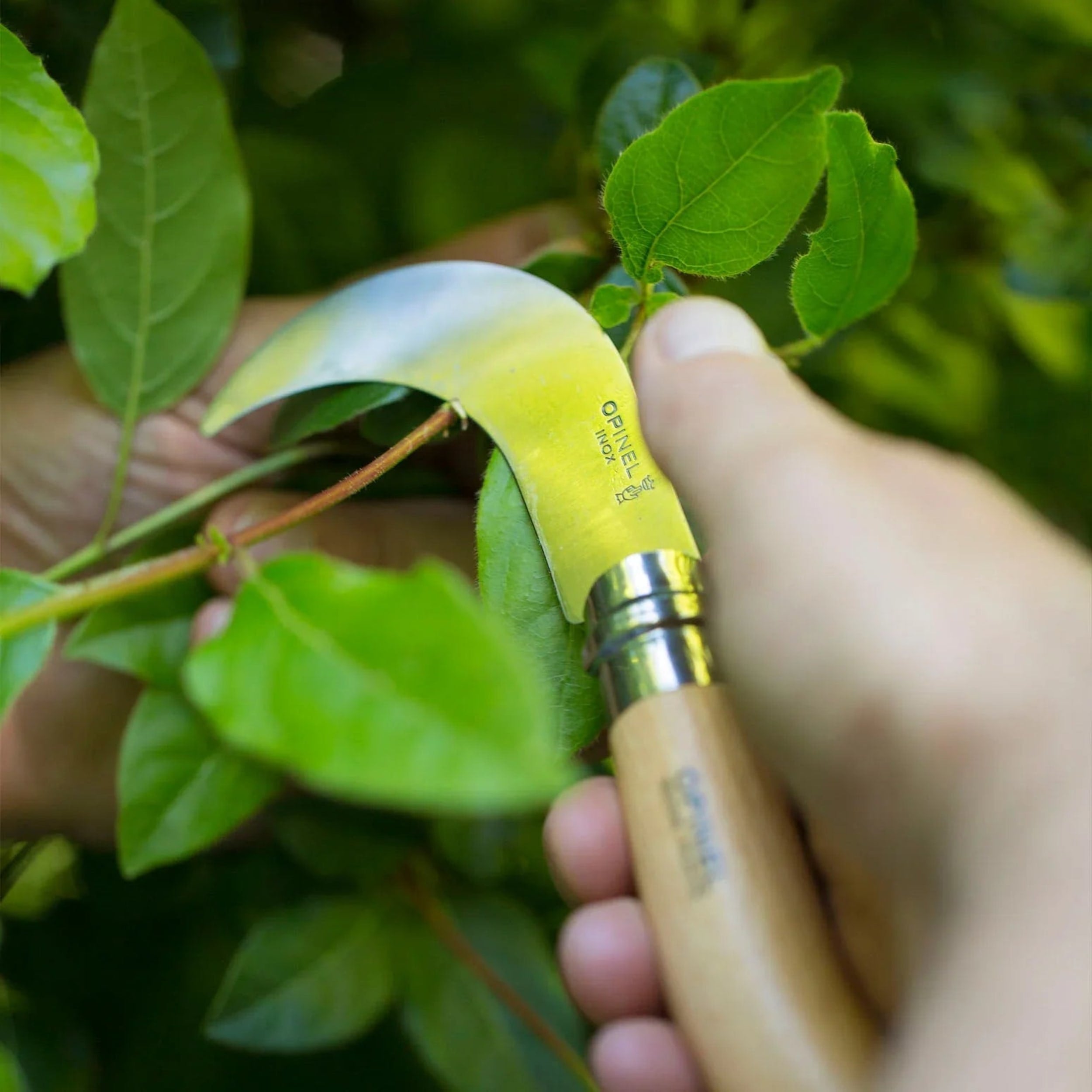 Opinel No.10 Stainless Steel Pruning Knife Beech (Blister Pack)