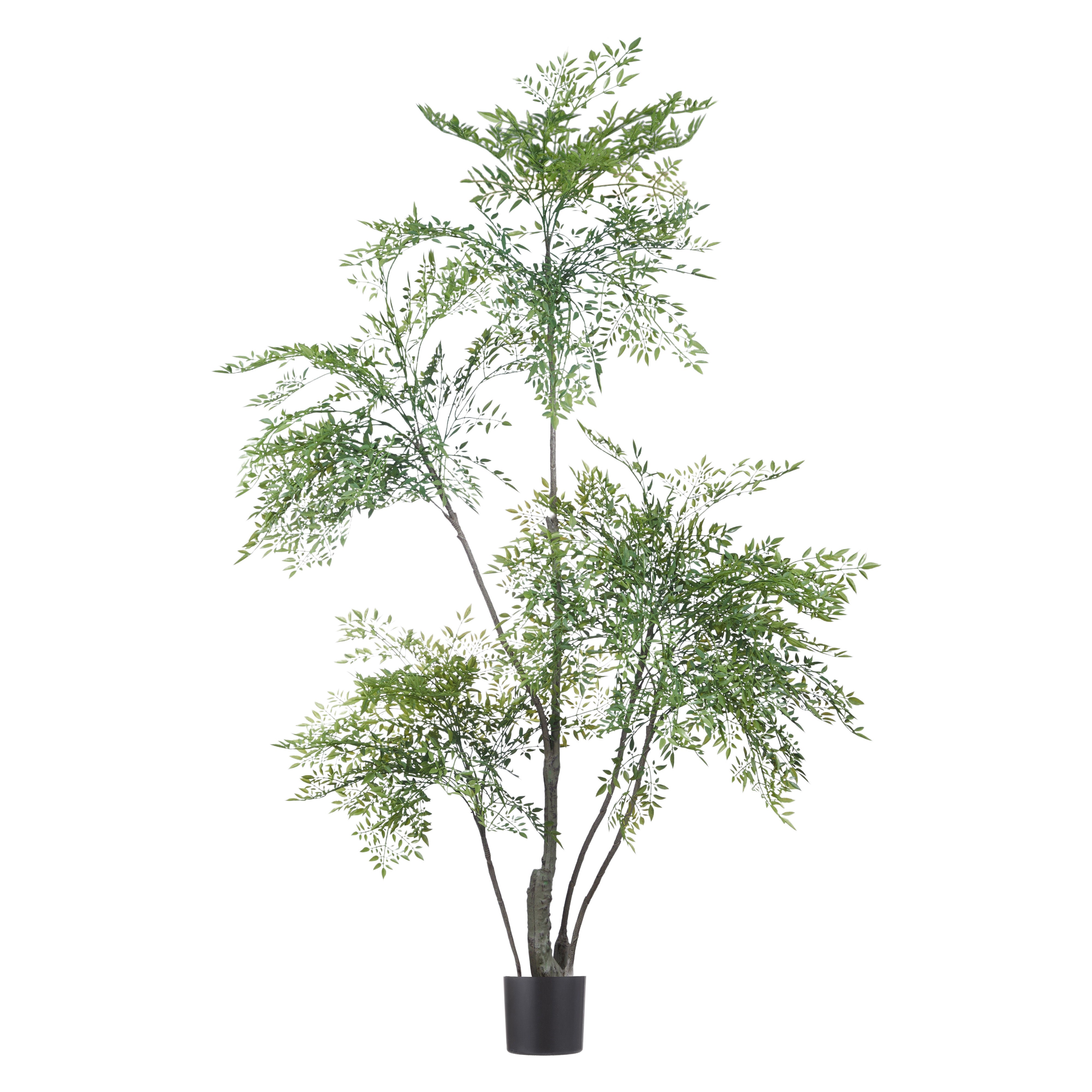 Rogue Ficus Tree