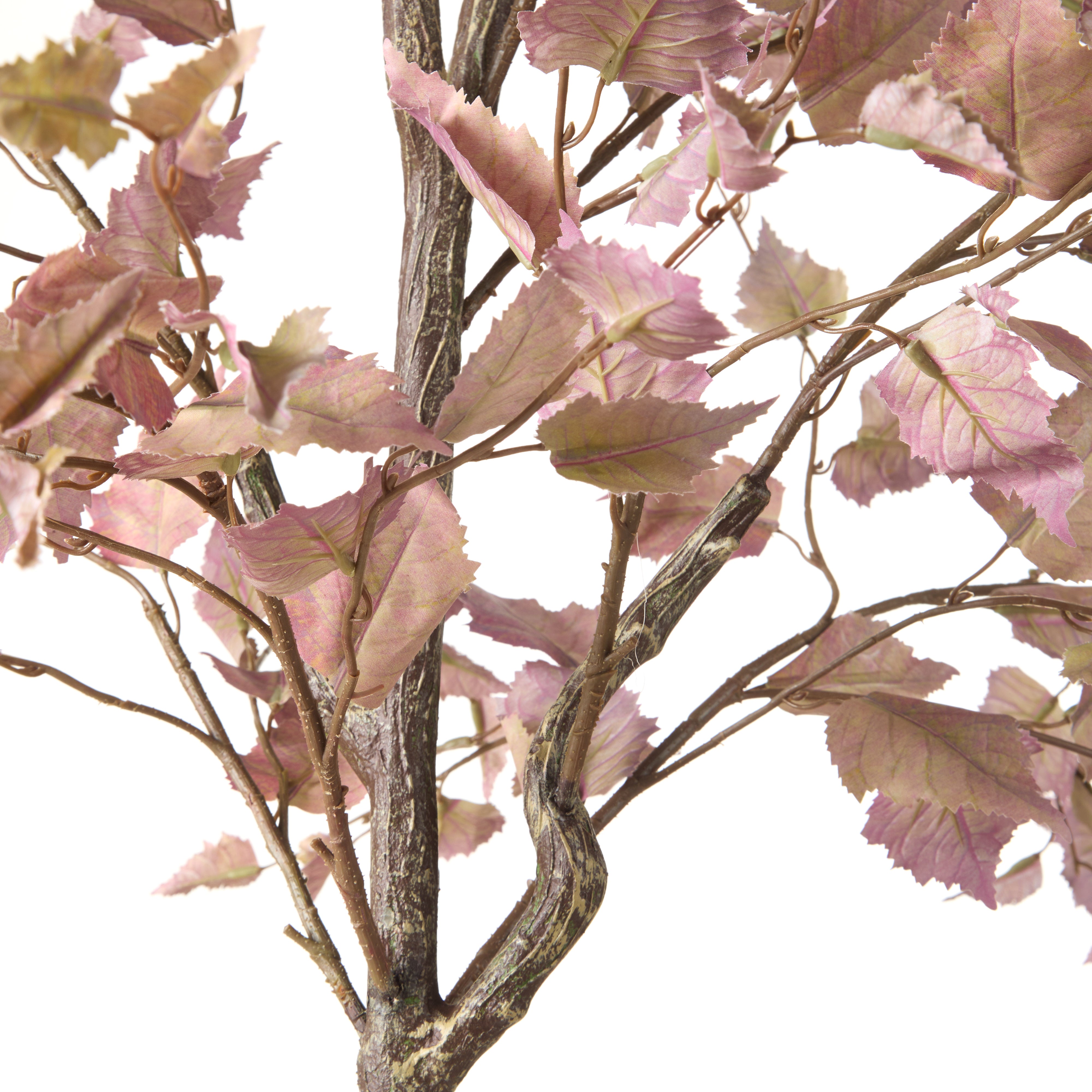 Rogue Birch Tree