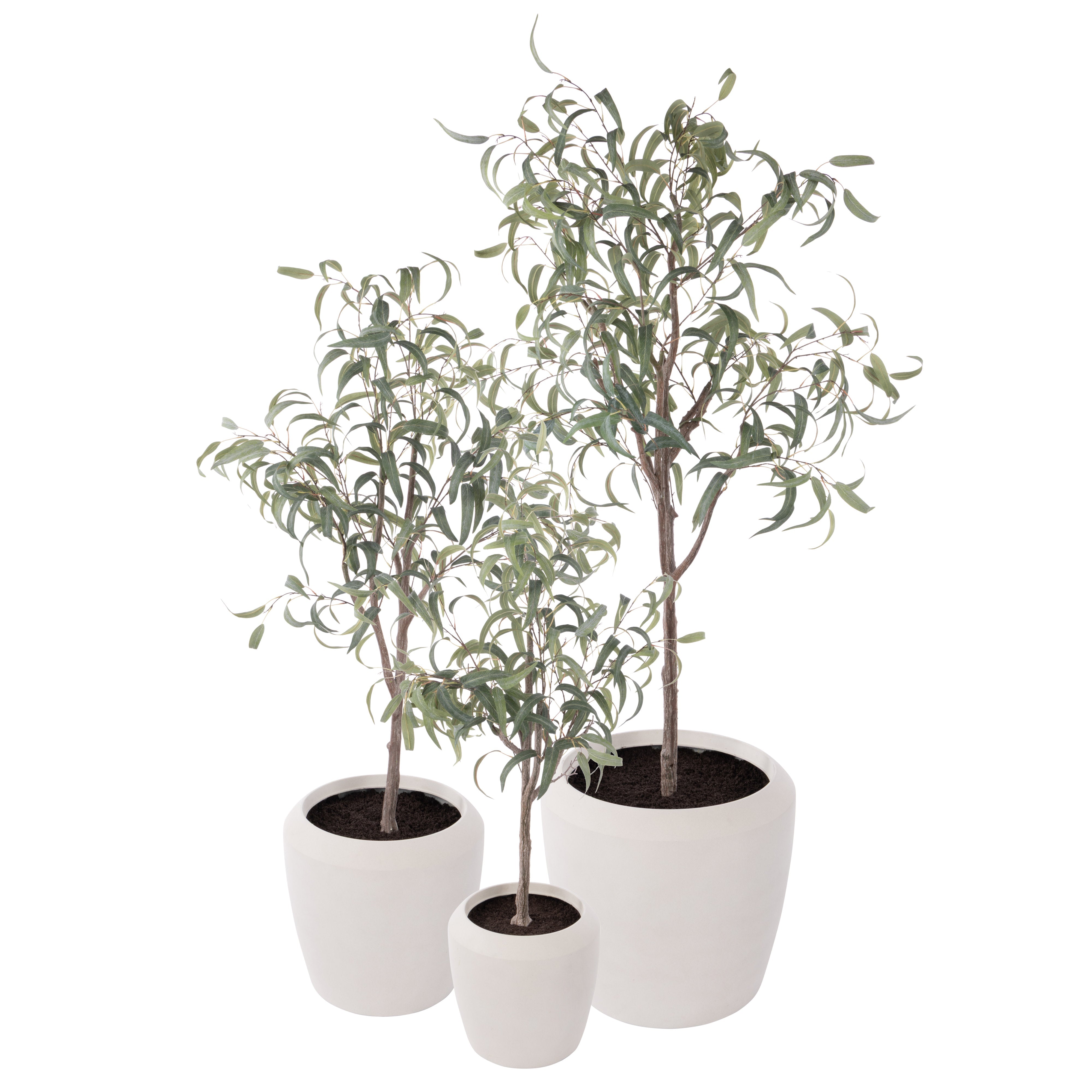 Rogue Eucalyptus Tree - Vienna Planter