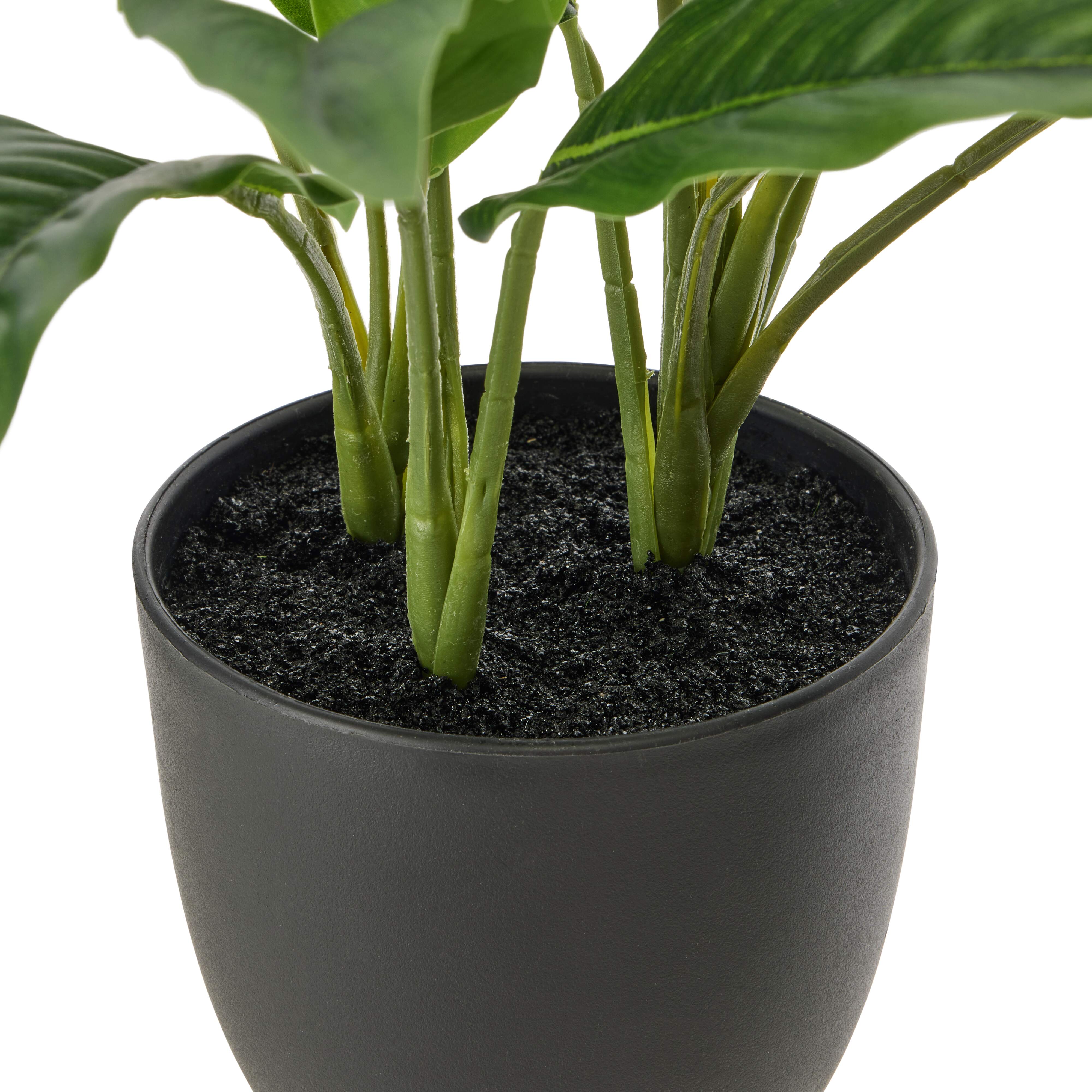 Rogue Sacred Lily Pot 35cm