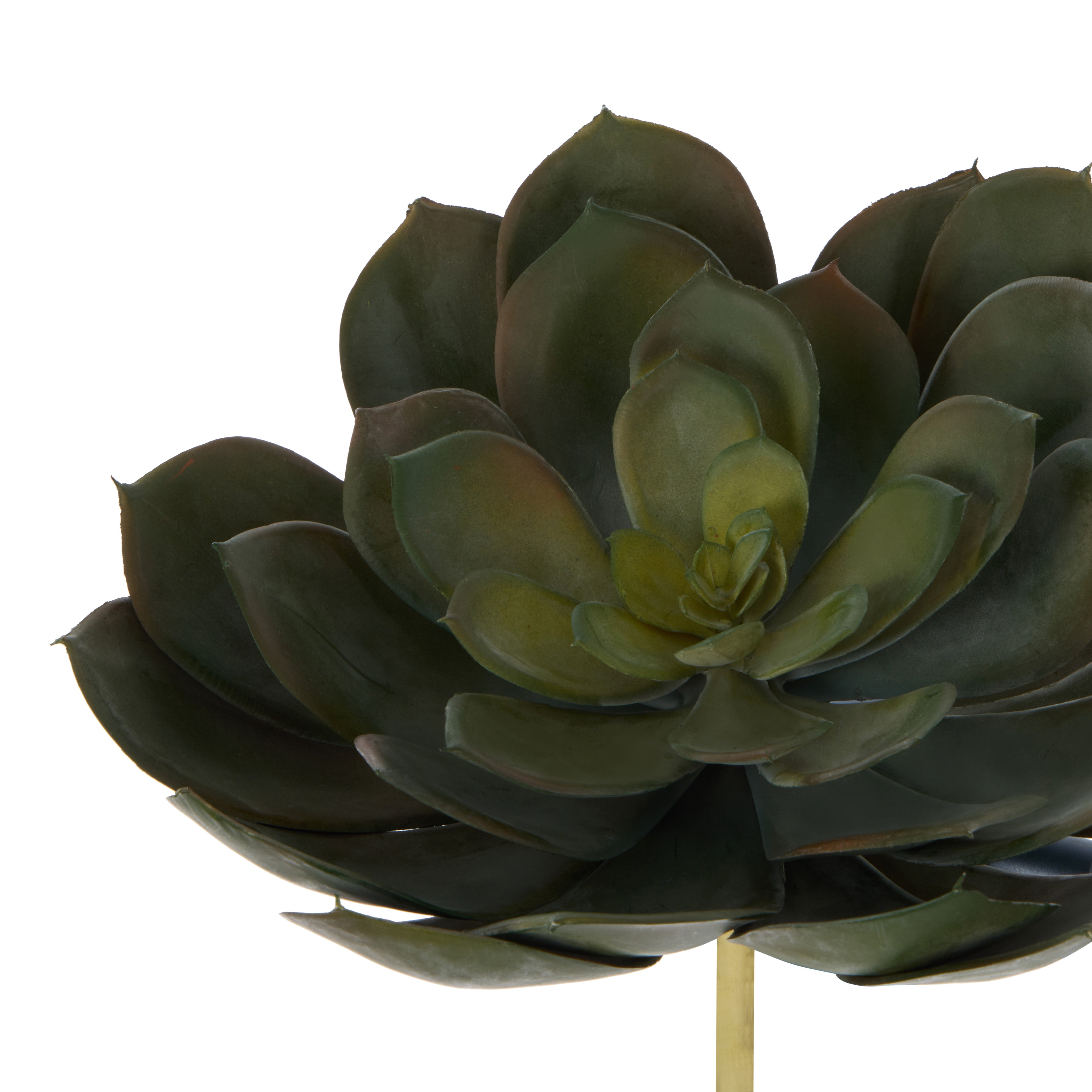 Rogue Echeveria Loose 18cm