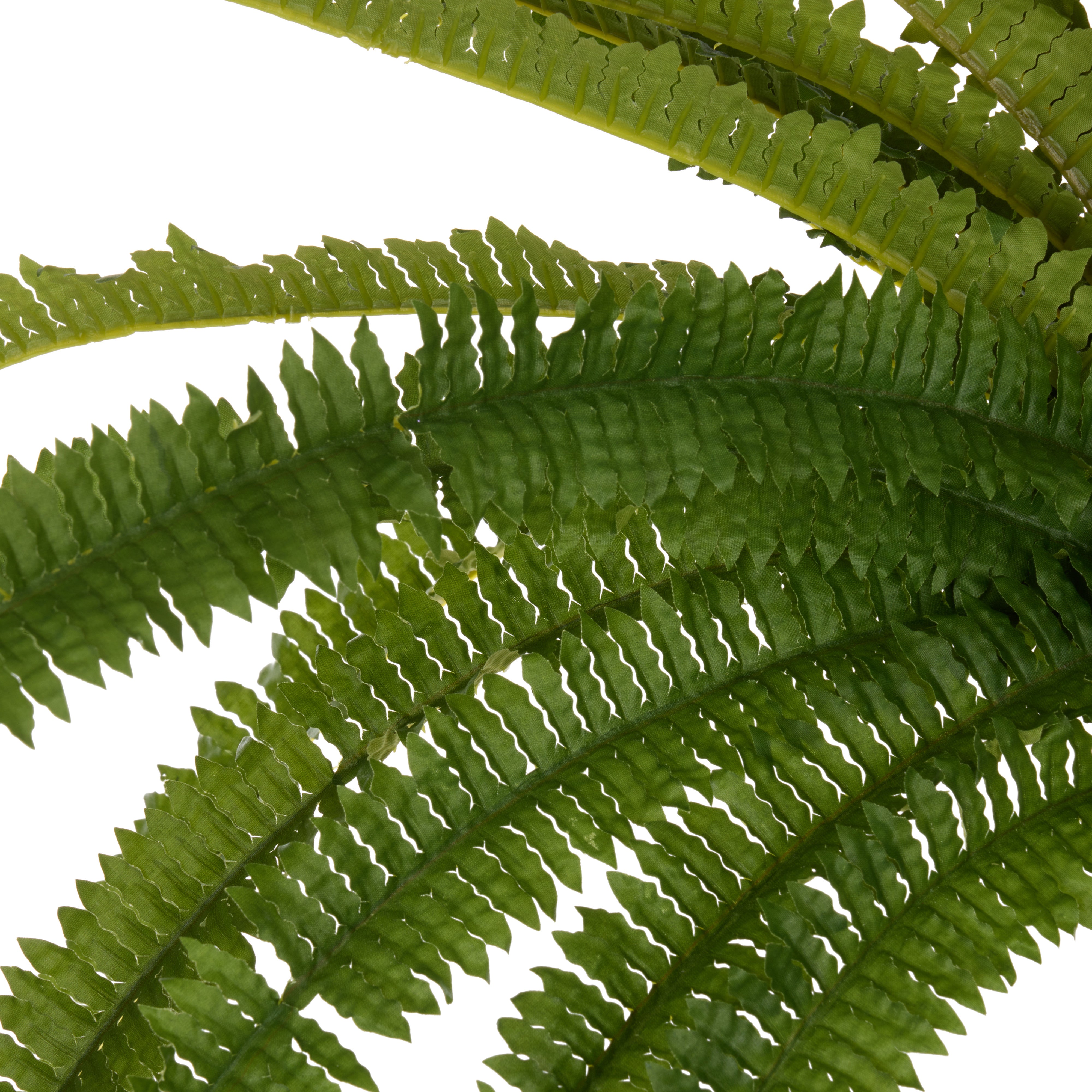 Rogue Boston Wall Fern 90cm