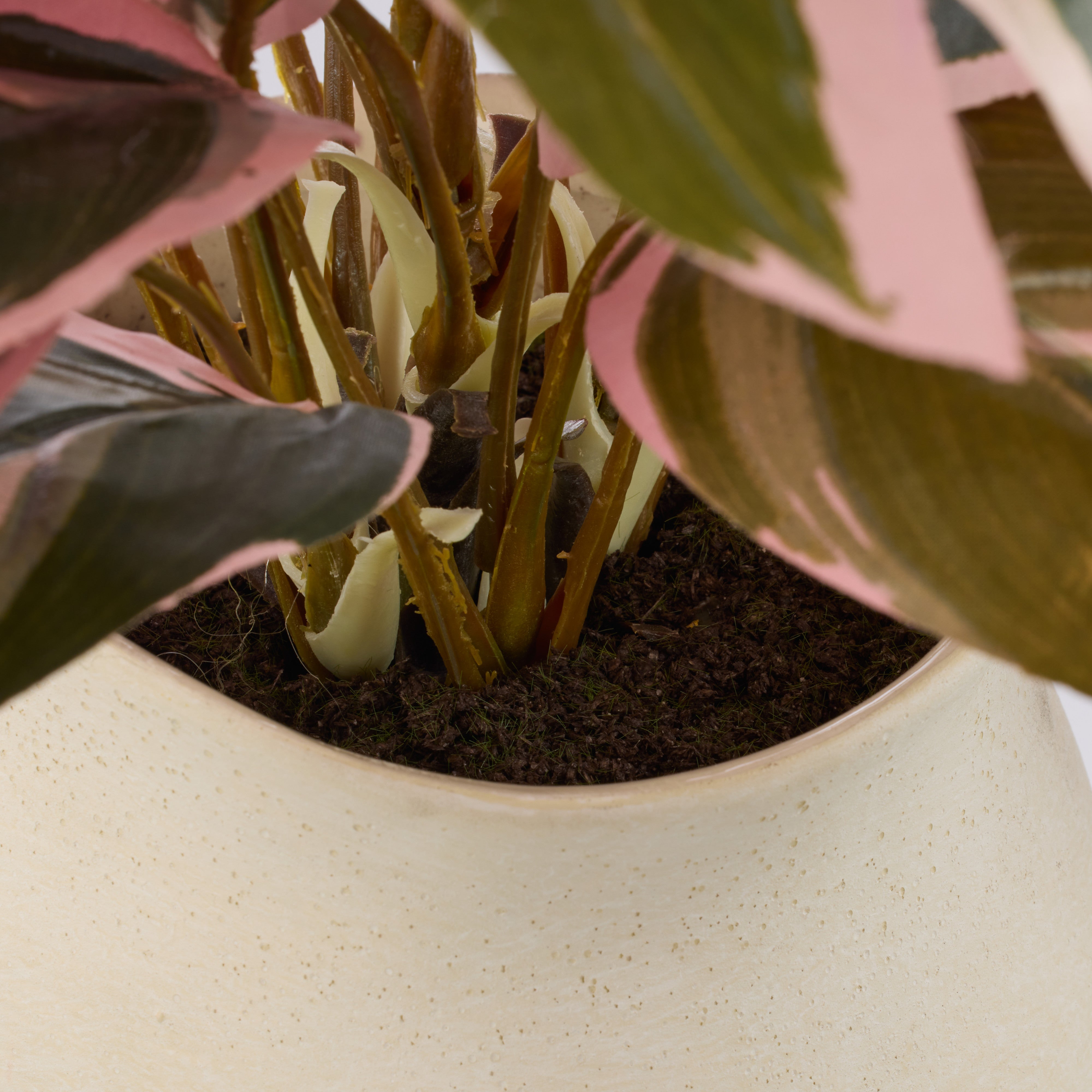 Rogue Cordyline Plant - Maliah Pot Pink & Green