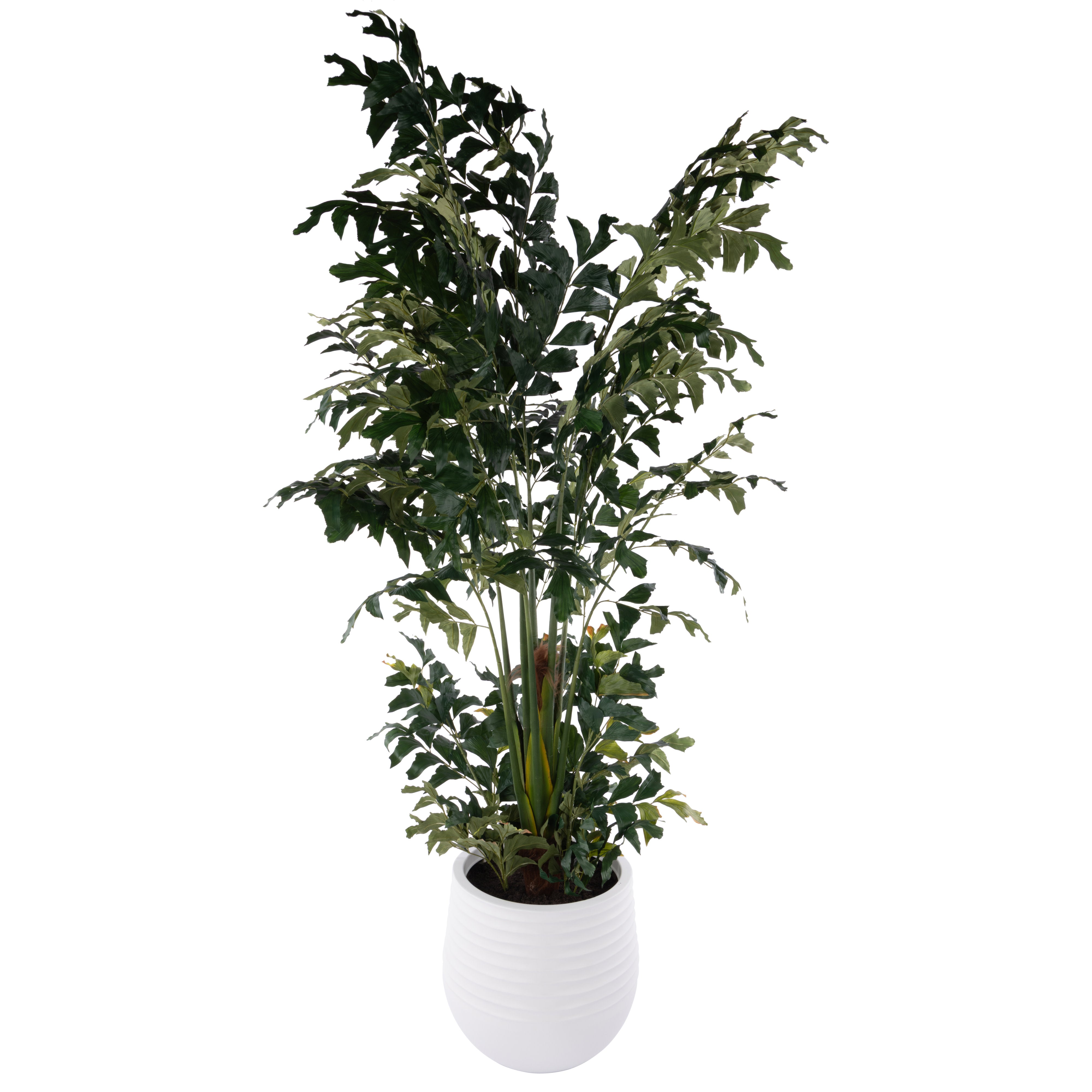 Rogue Caryota Palm - Ryker Planter
