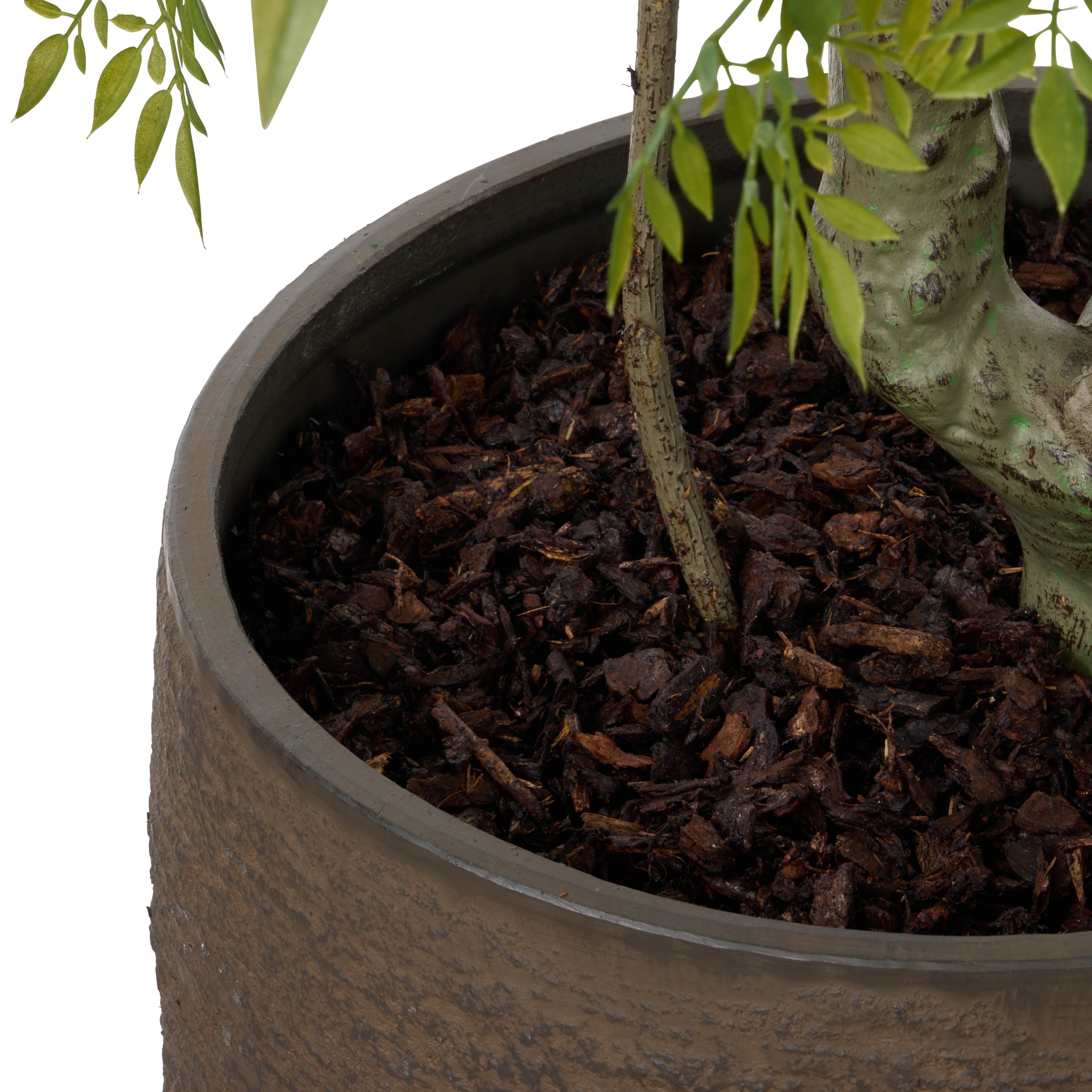 Rogue & Grand Designs Ficus Tree - Trillium Planter Green & Sandalwood