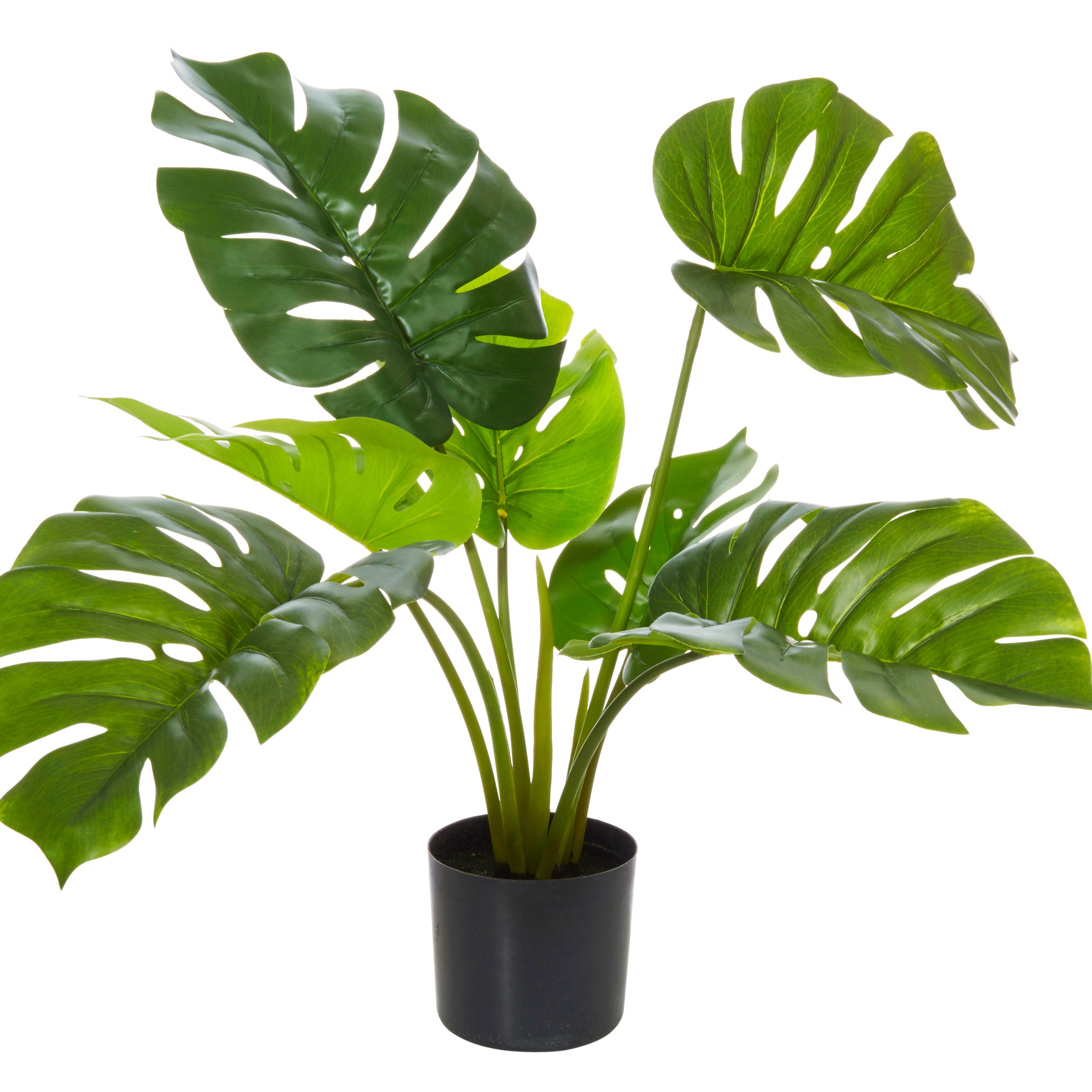 Rogue Monstera Plant - Garden Pot Green/Black 65cm