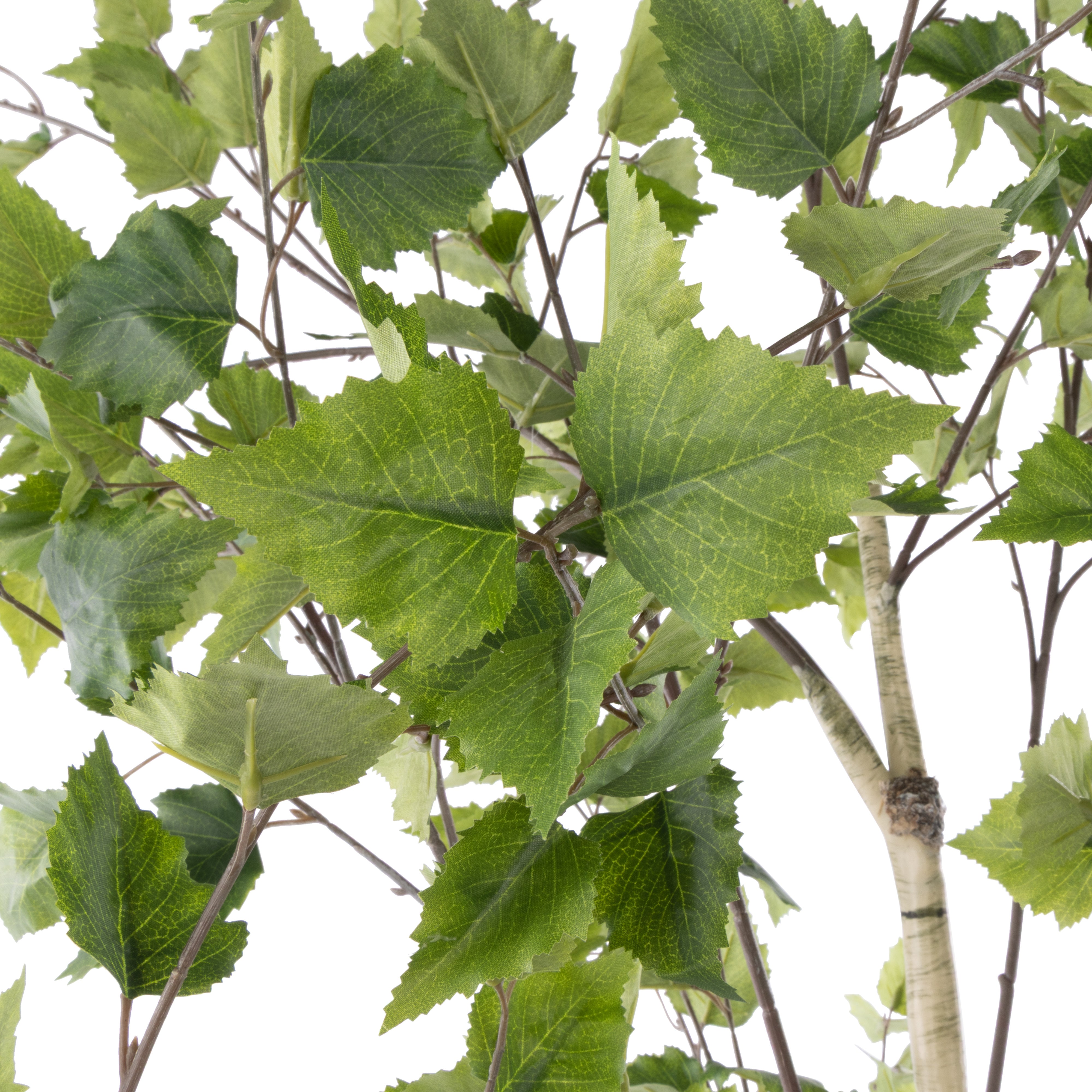 Rogue Silver Birch Tree - Garden Pot 208cm