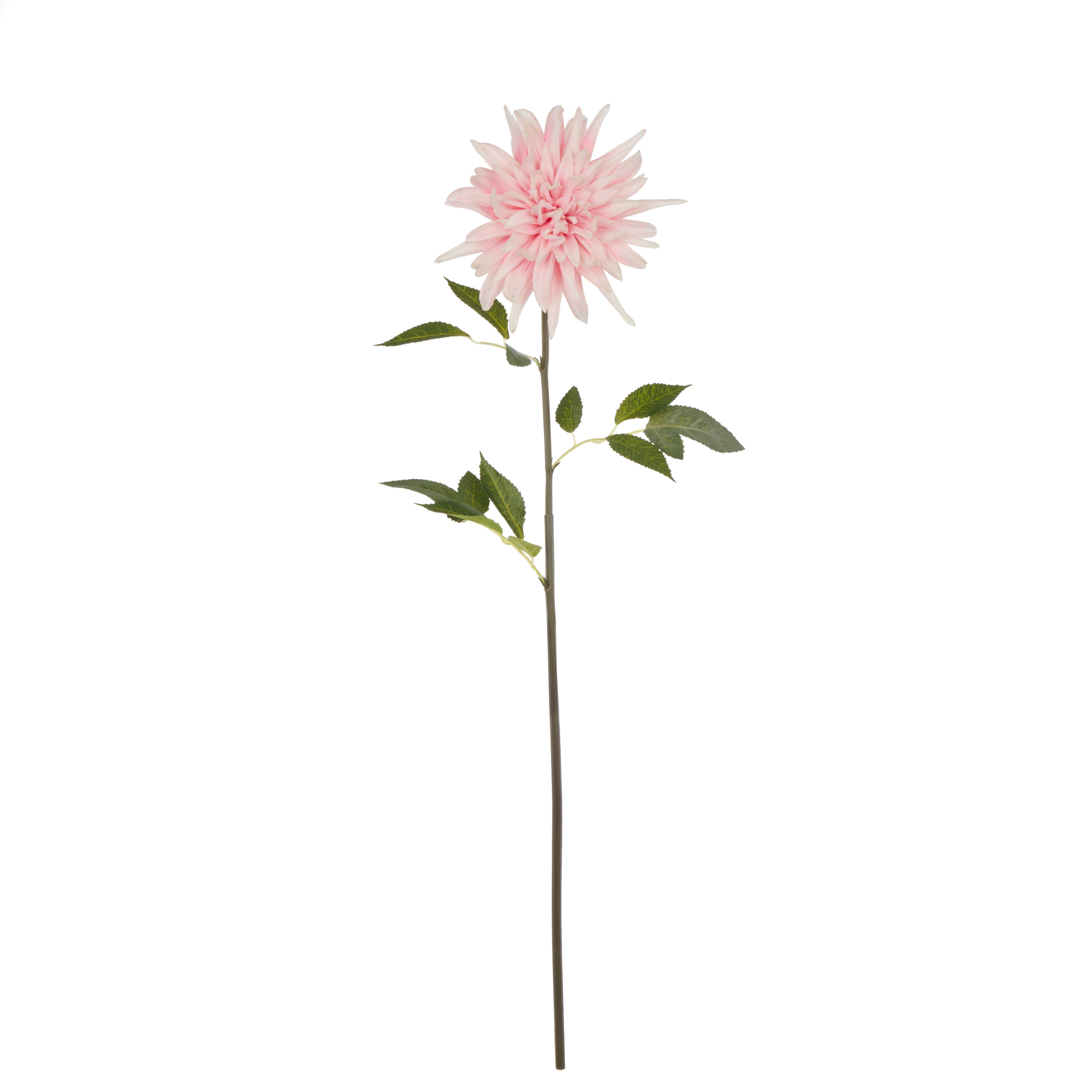 Rogue Dahlia Stem Pink