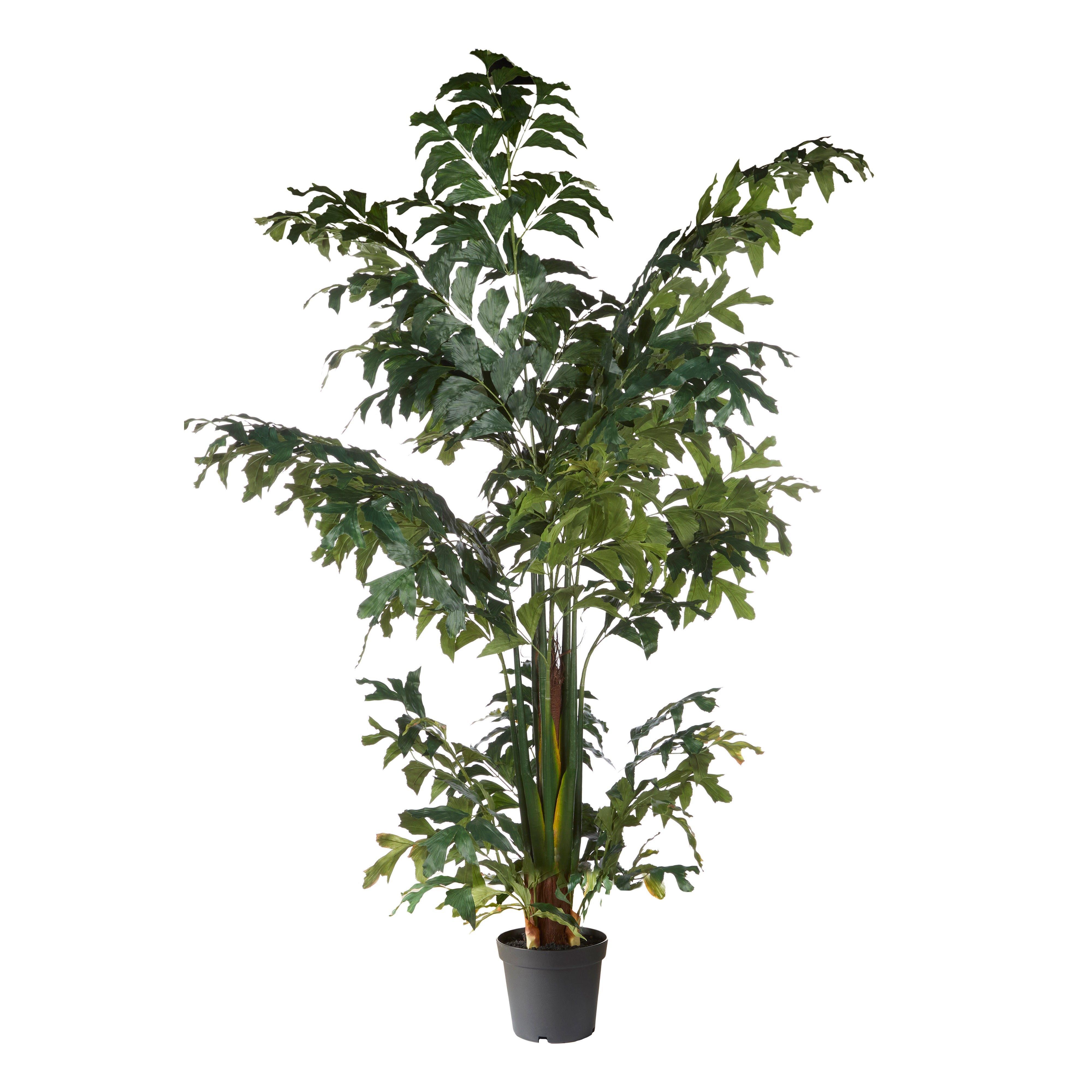 Rogue Caryota Palm Tree