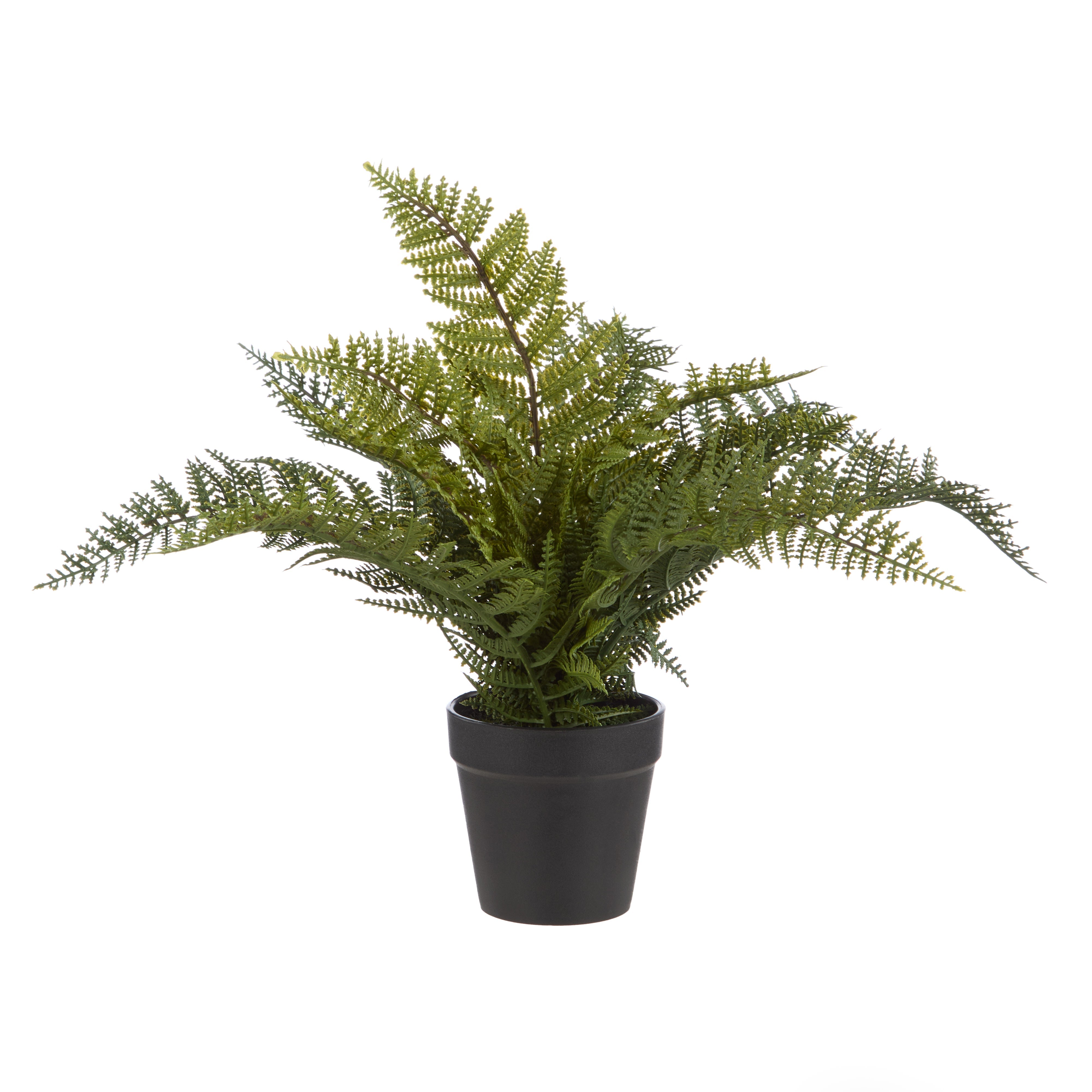 Rogue Leatherleaf Fern 33cm