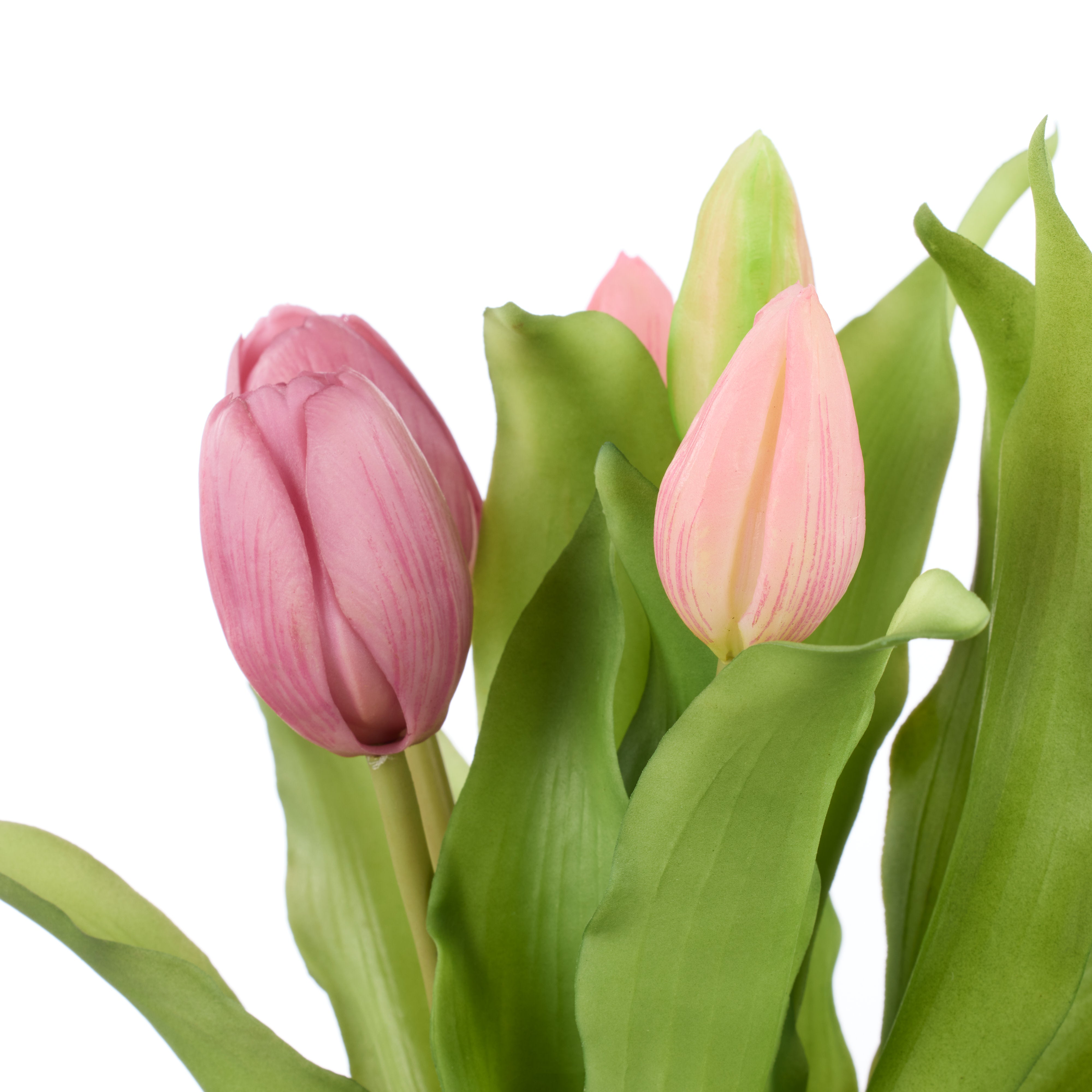 Rogue Tulip Bunch Pink 30cm